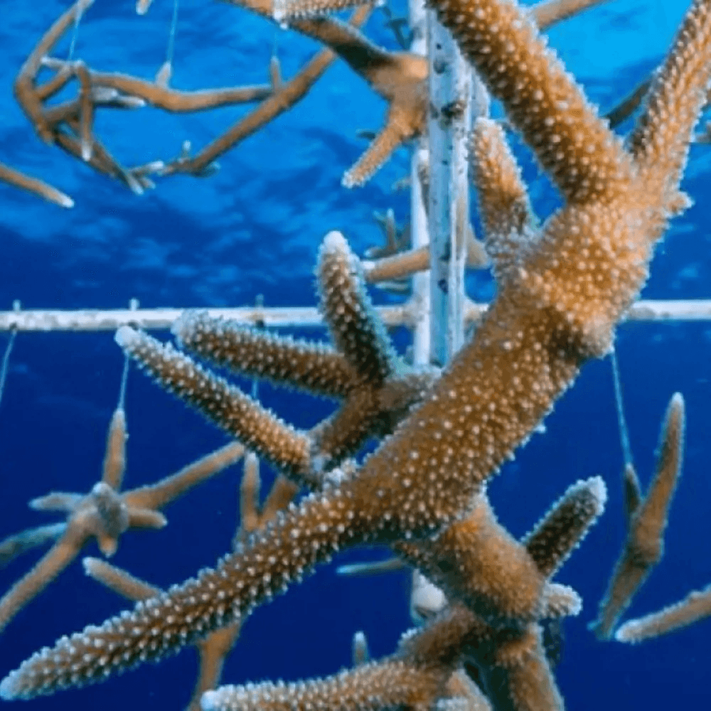 Coral Farm in Bonaire