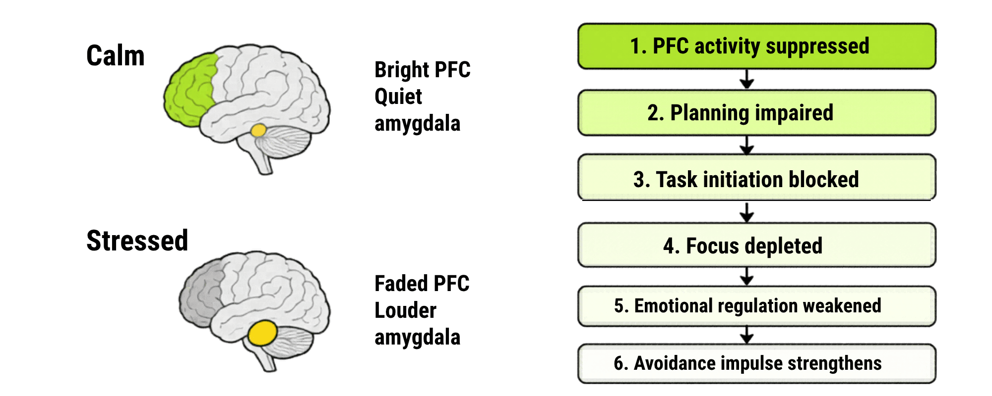 Stress and the PFC: What Happens Under Sustained Pressure
