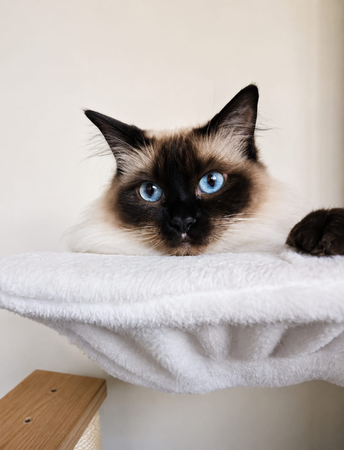 Ragdoll cat basking in warm sunlight