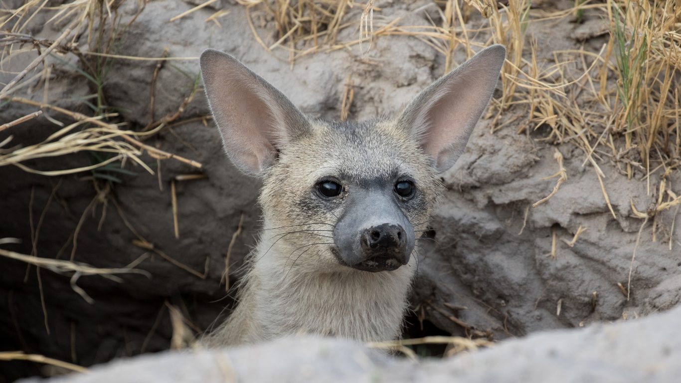 The Termite Hyena