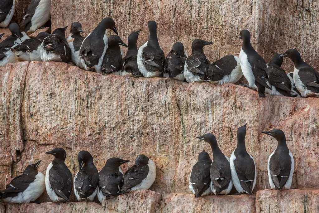Brunnich Guillemot, Svalbard