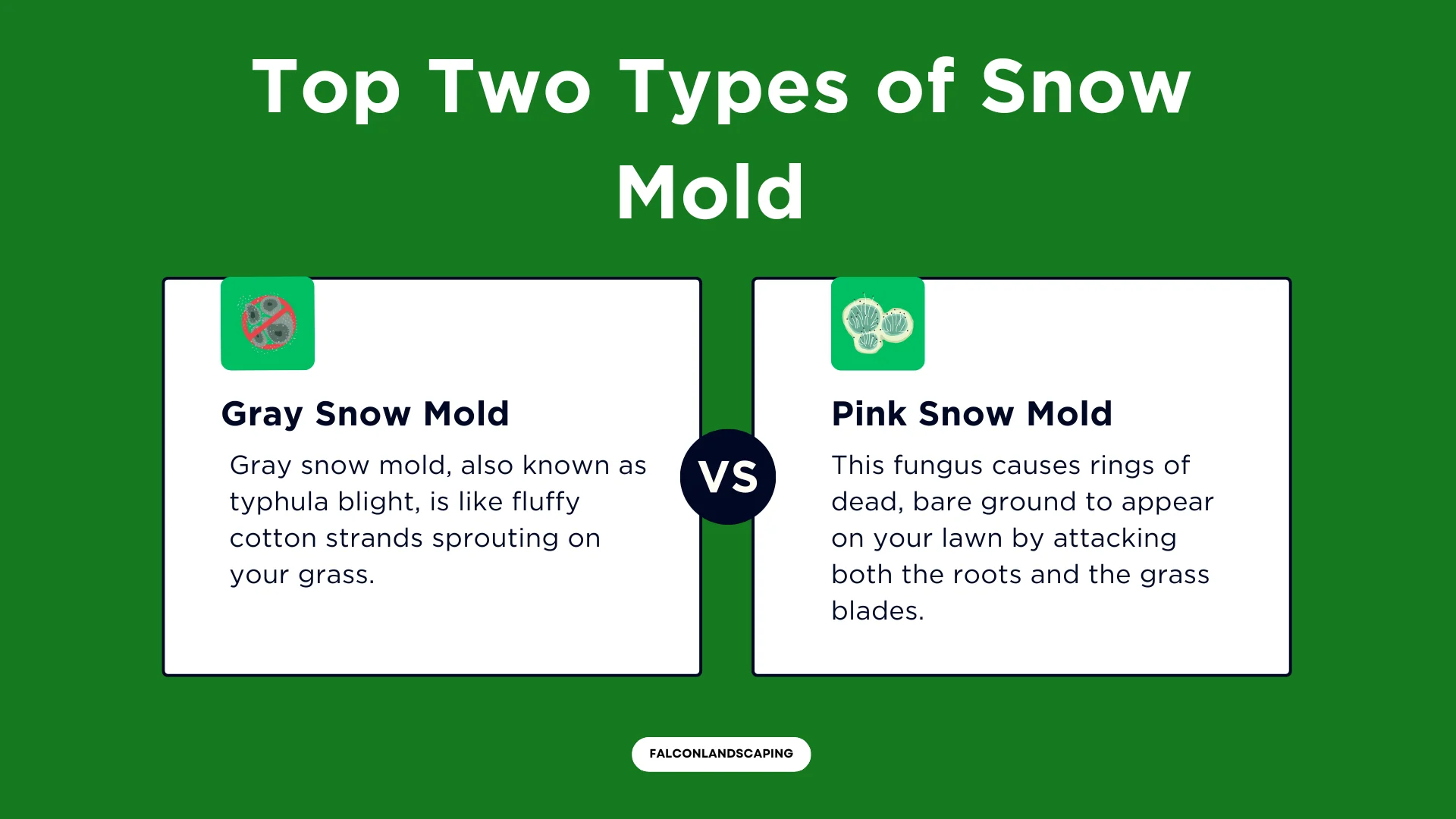 A comparison infographic comparing the two main types of snow mold