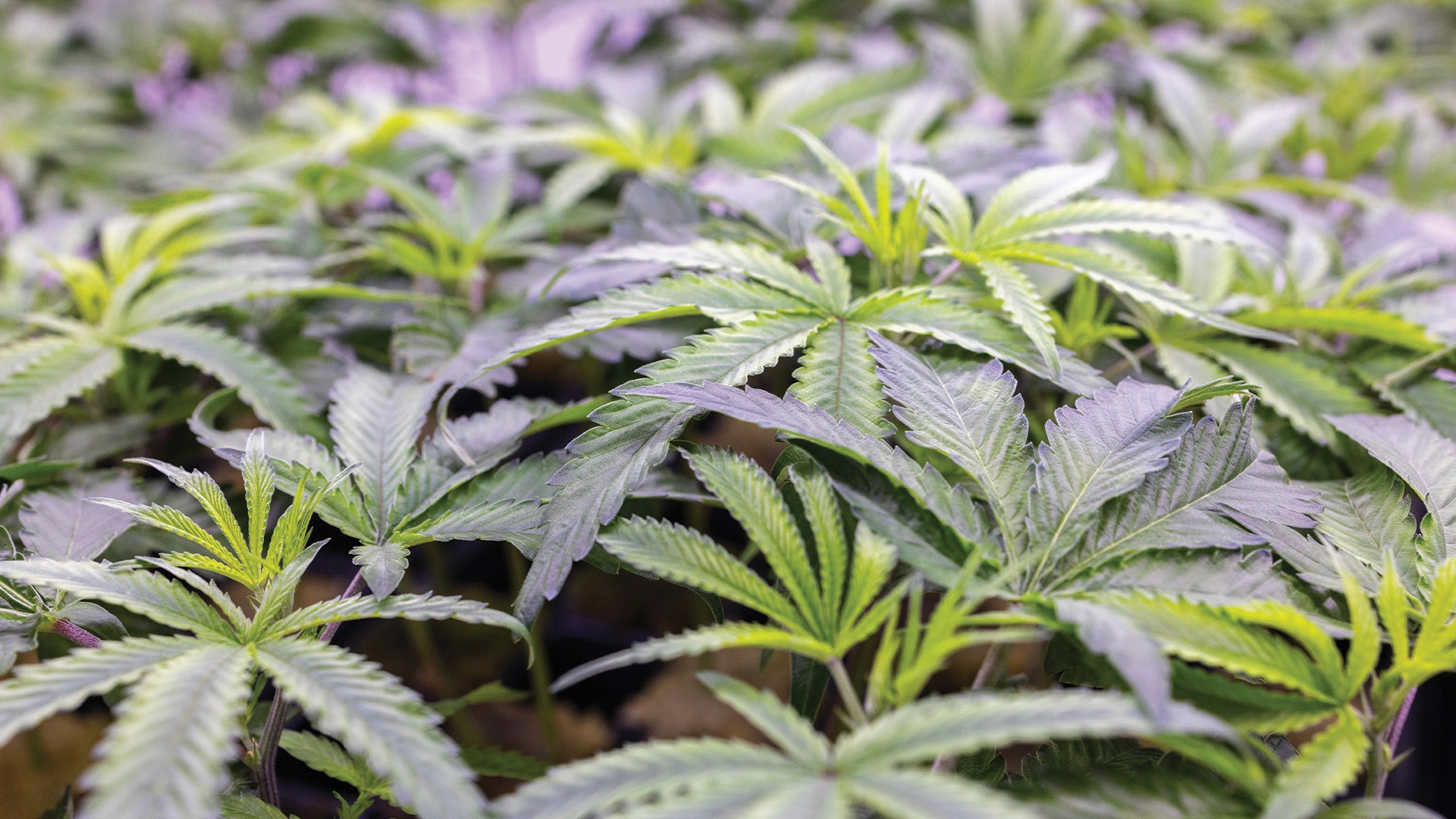 Unroasted coffee beans