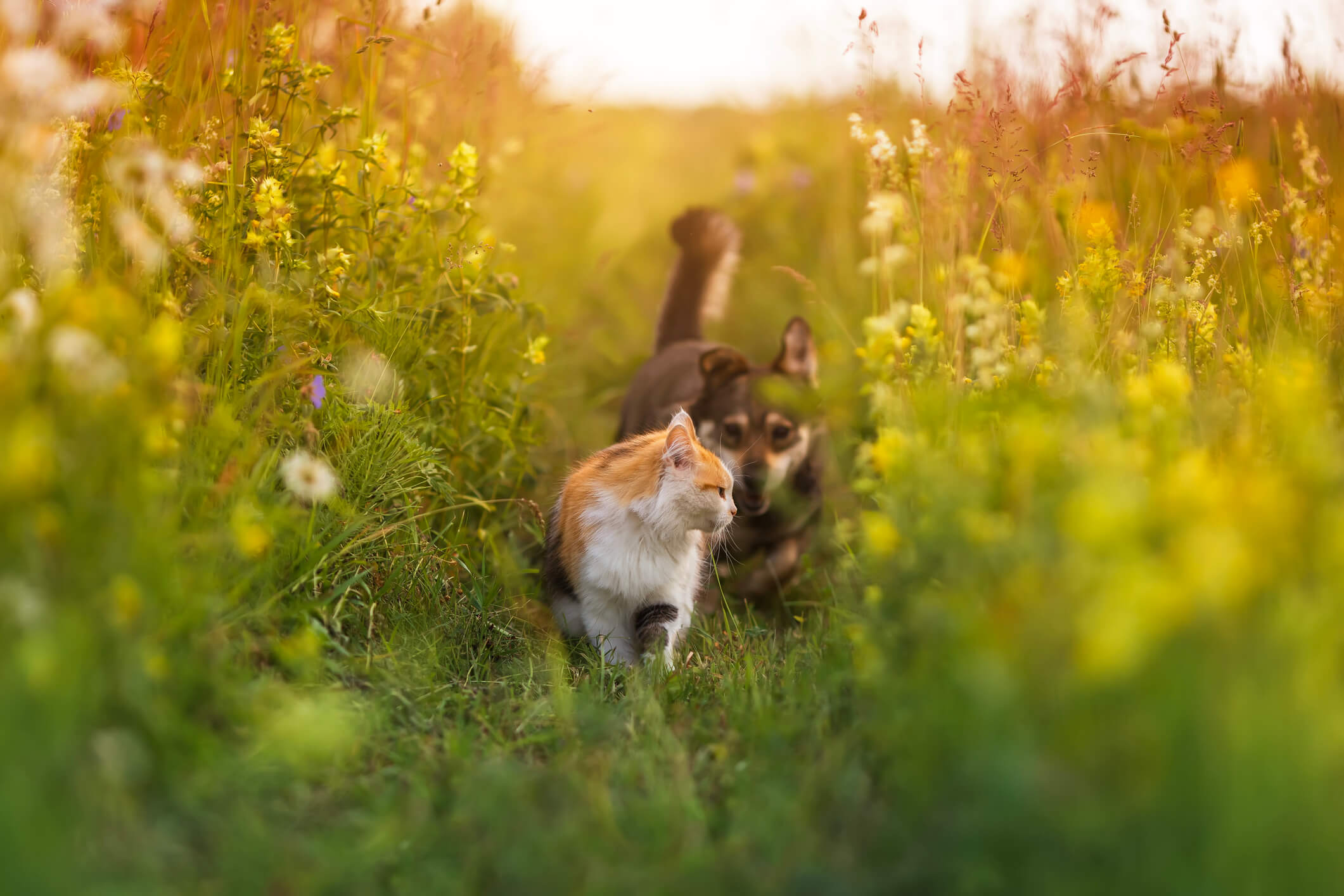 cat and dog in a field