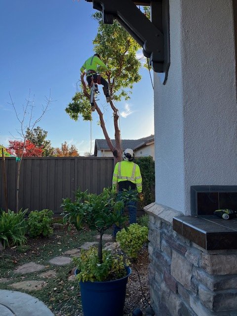 Cutting dowwn a small tree.