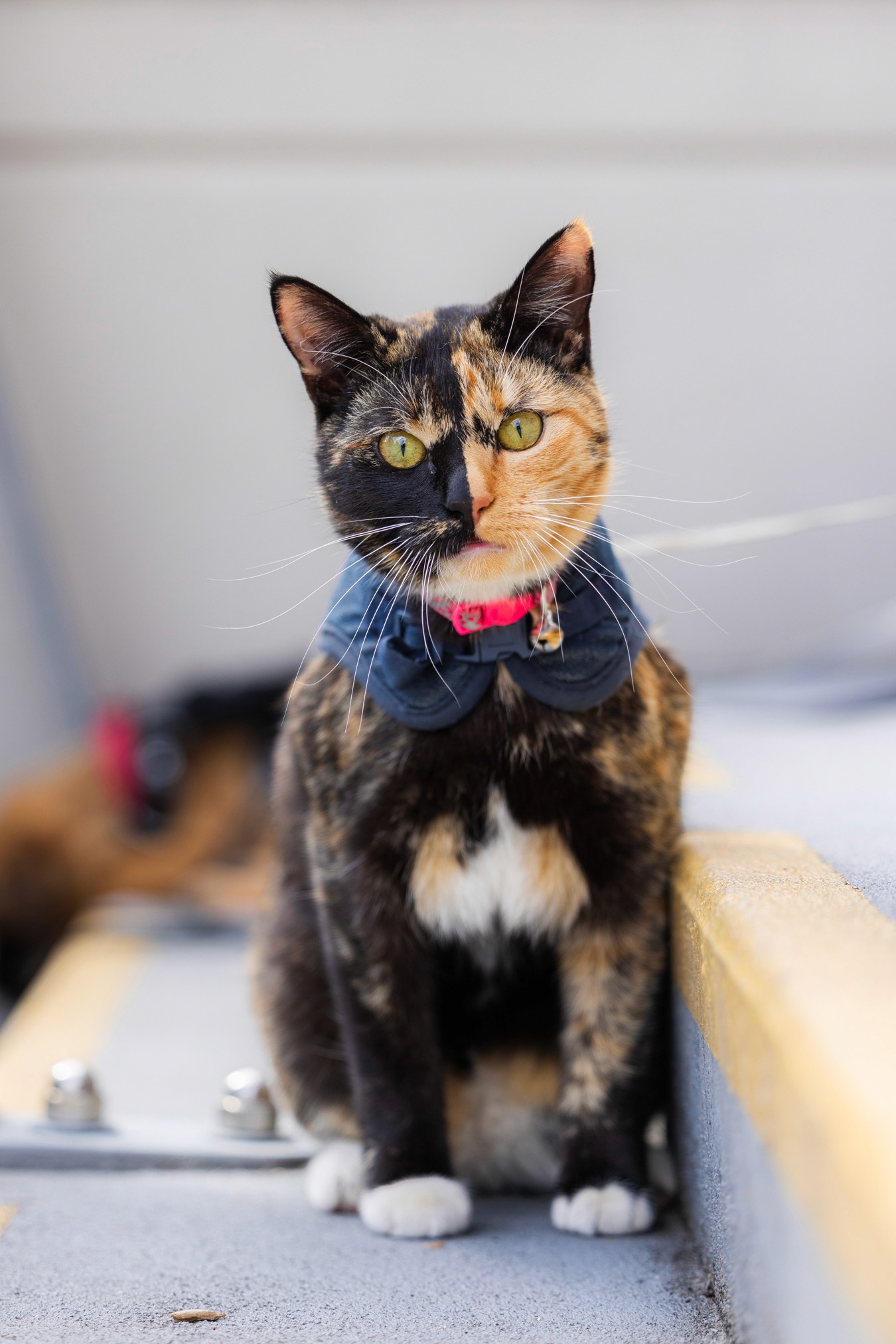 Tortoiseshell cat wearing harness
