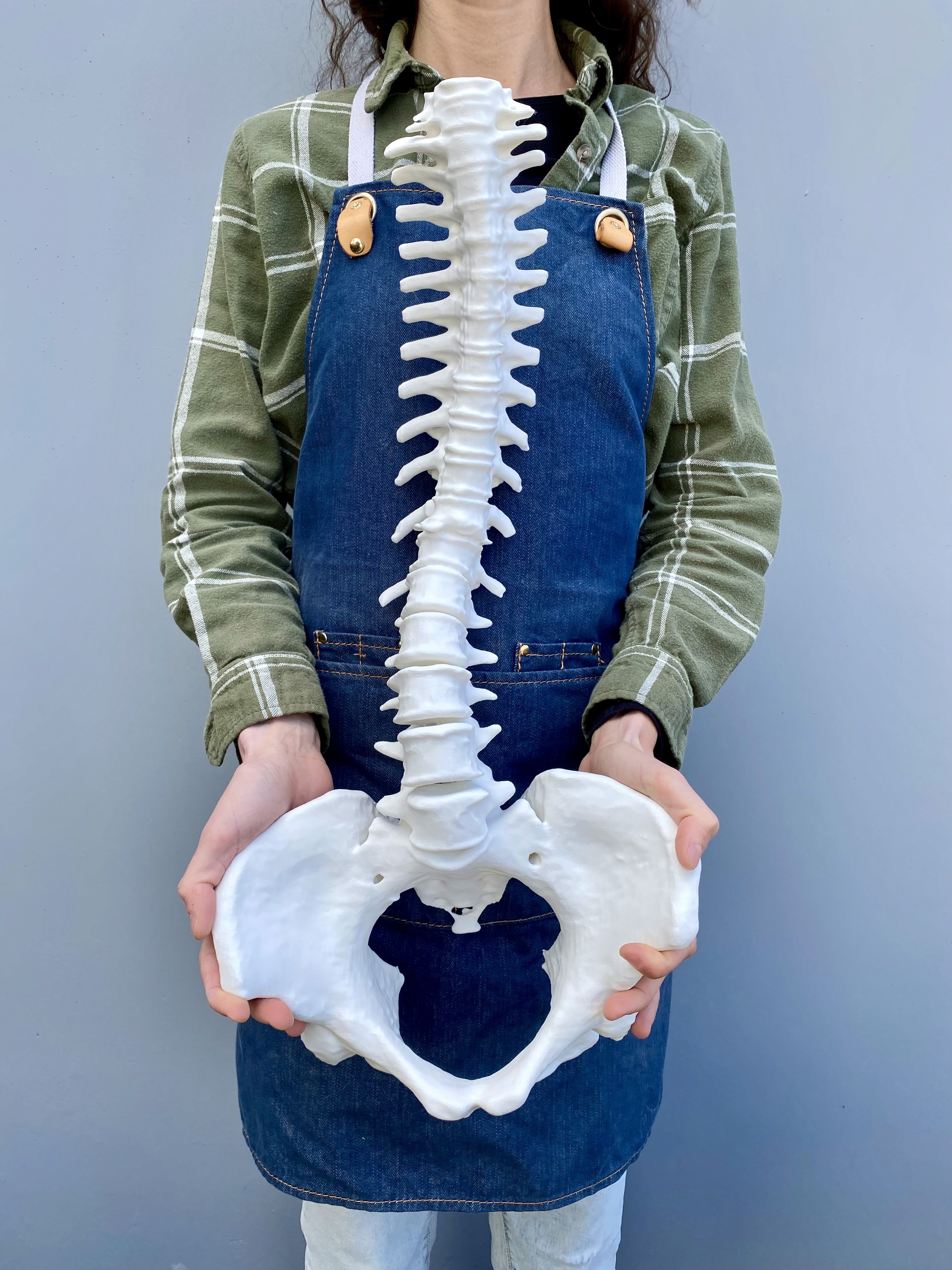 3d printed spine pelvis white polyterra pla scoliosis