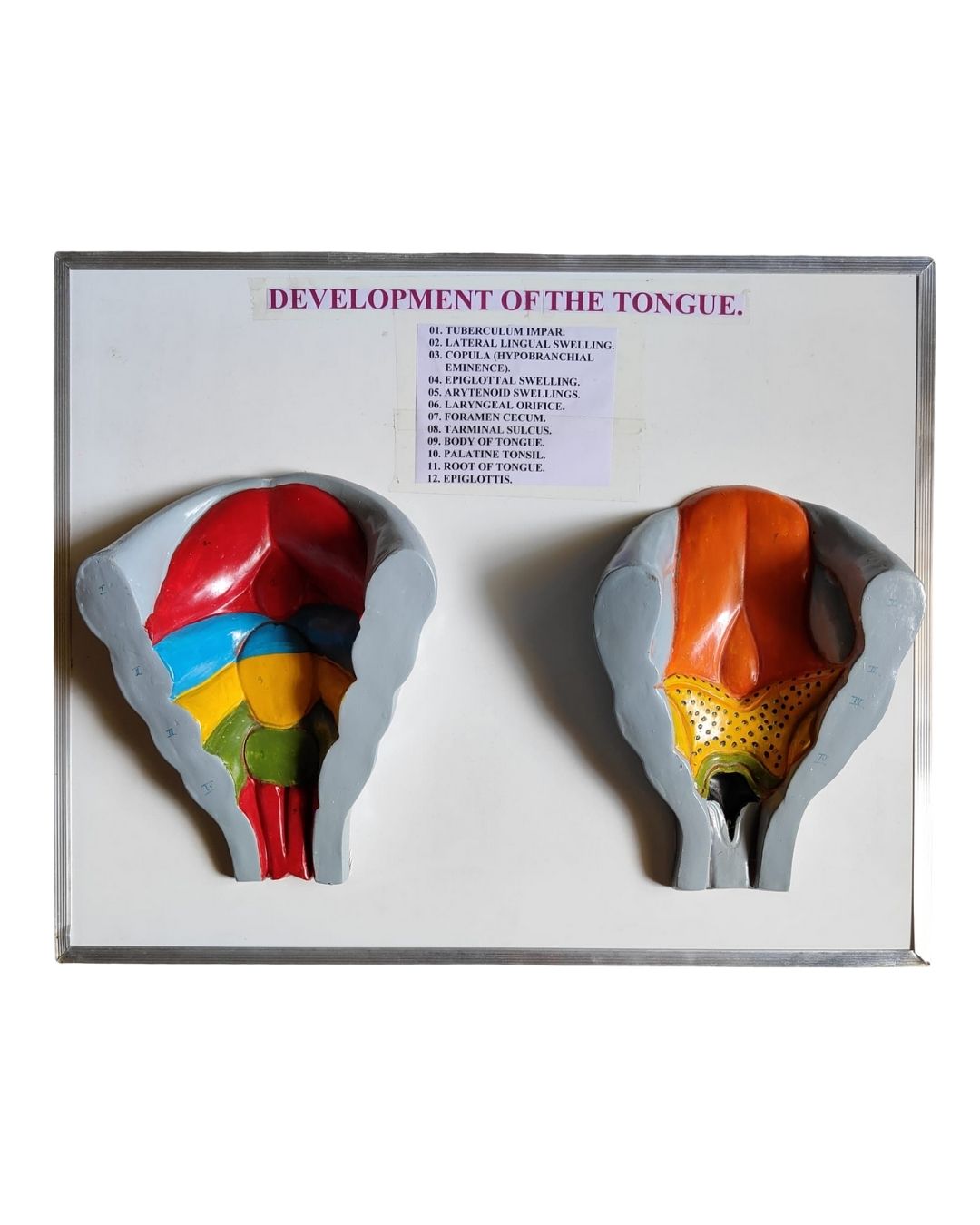 Development of the Tongue