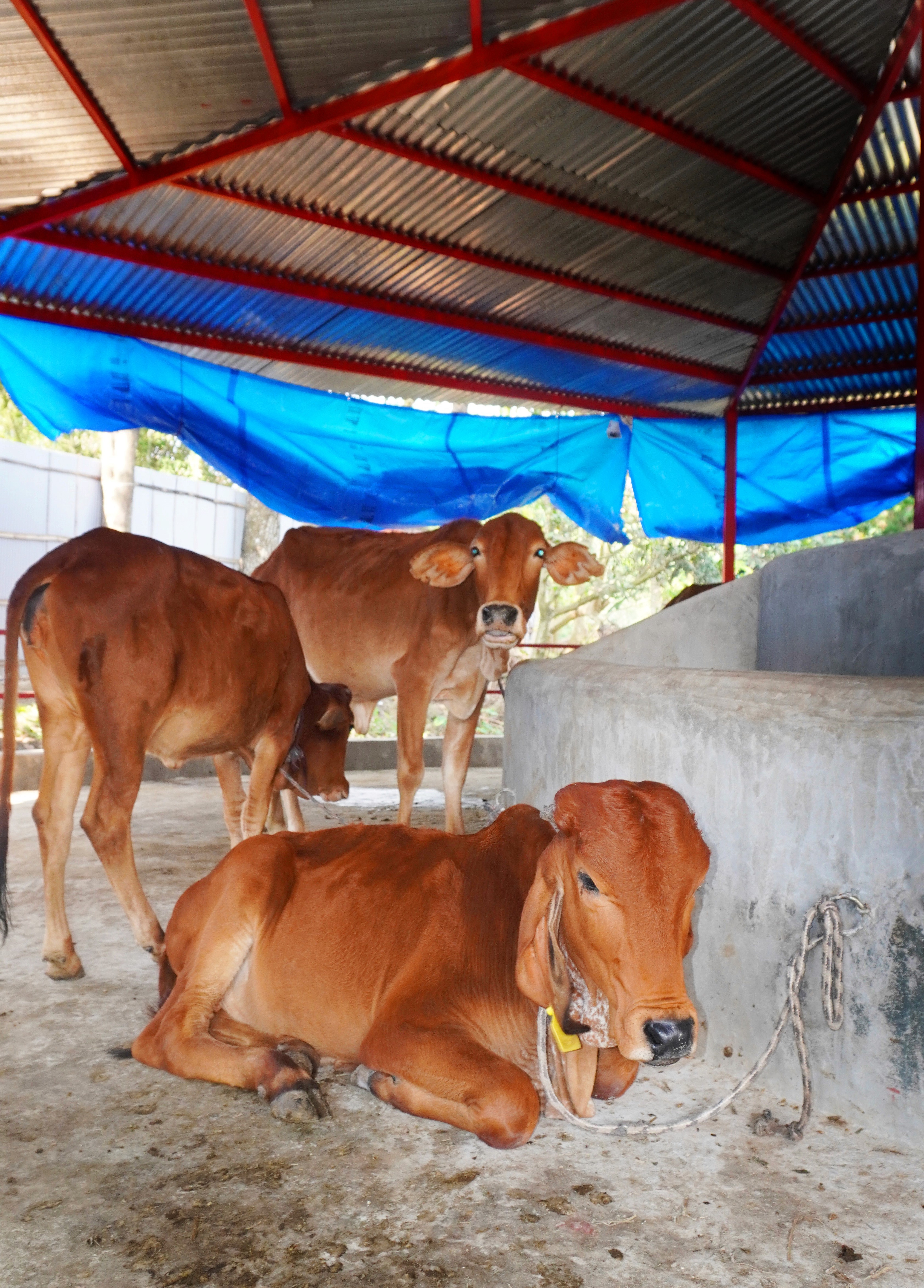 Gomini Cow with Farmers