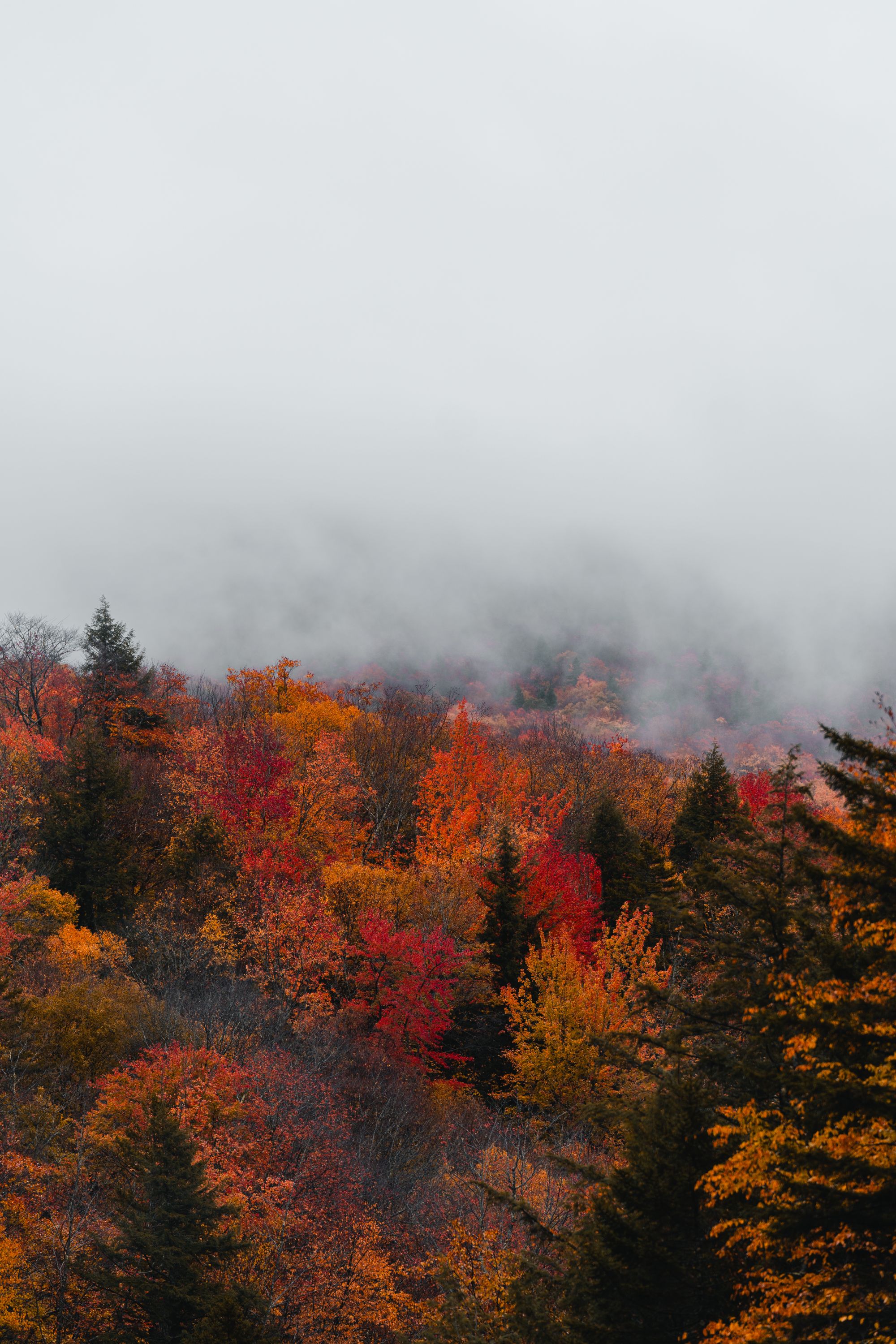 Autumn foliage in the mist near Lincoln, New Hampshire