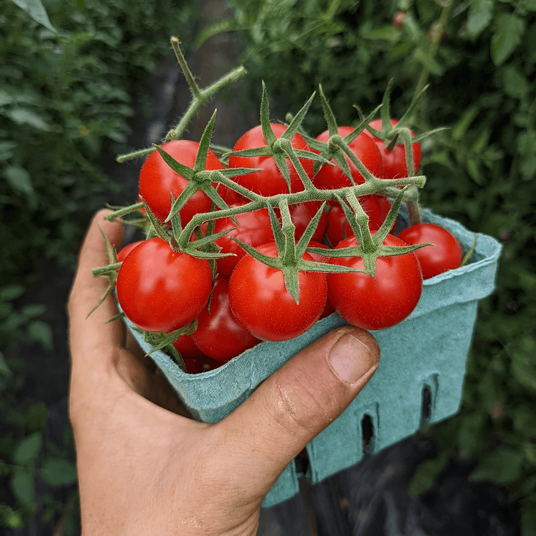Tomato