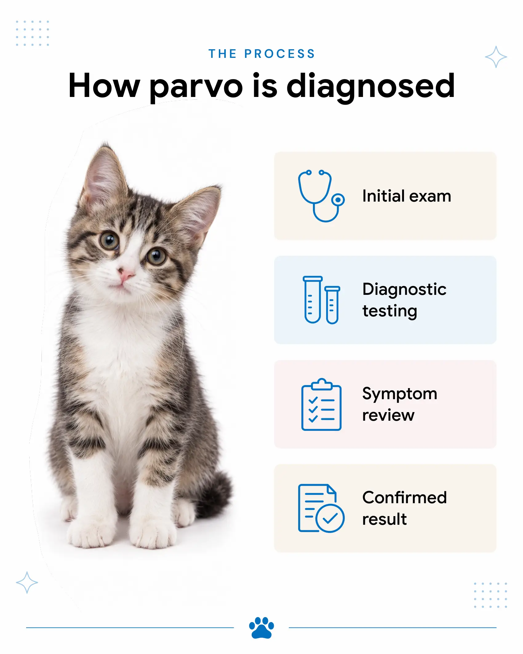 An infographic showing the steps of diagnosis parvovirus in cats.