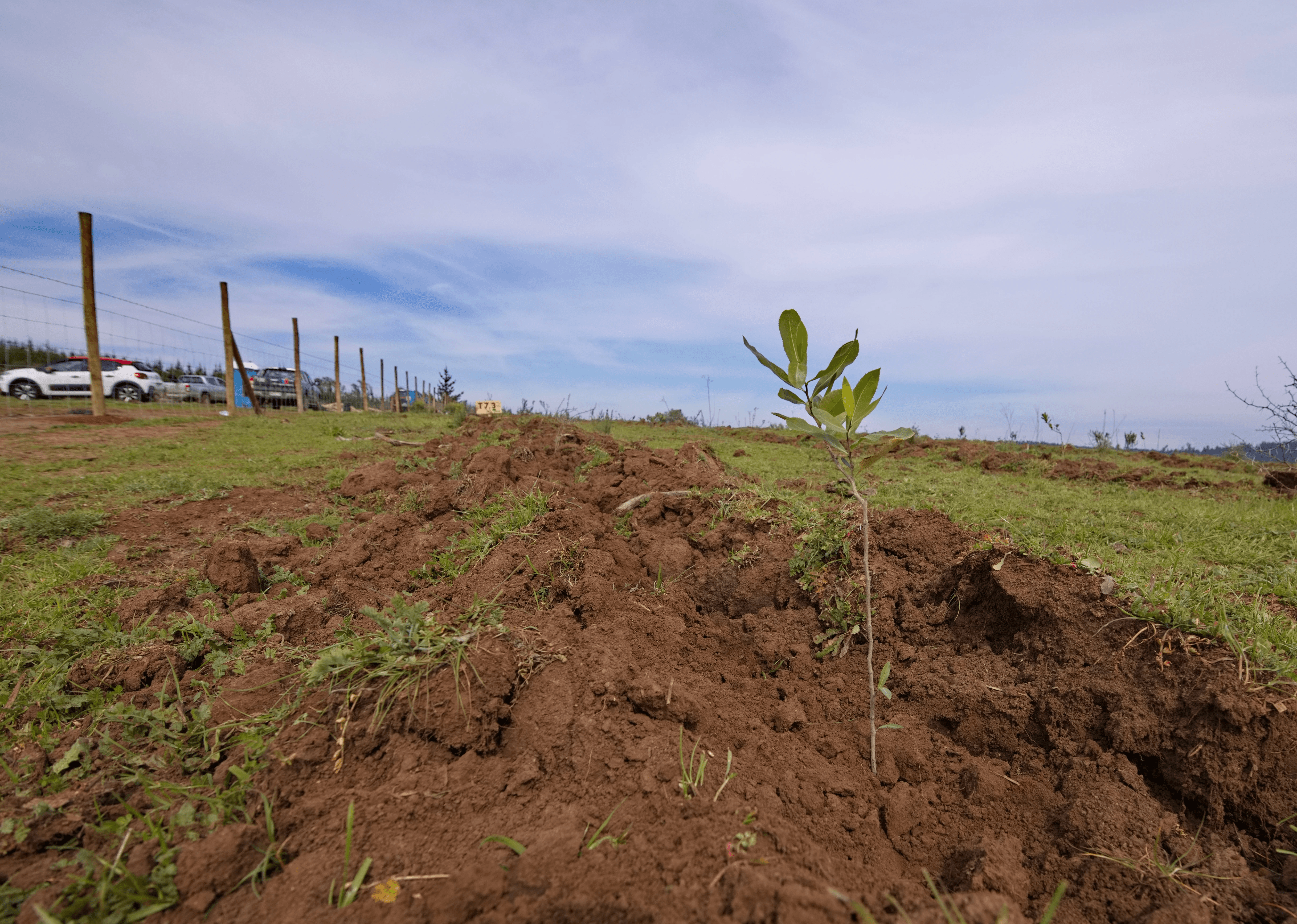 Planta nativa recién establecida en terreno en Paredones, Región de O’Higgins.
