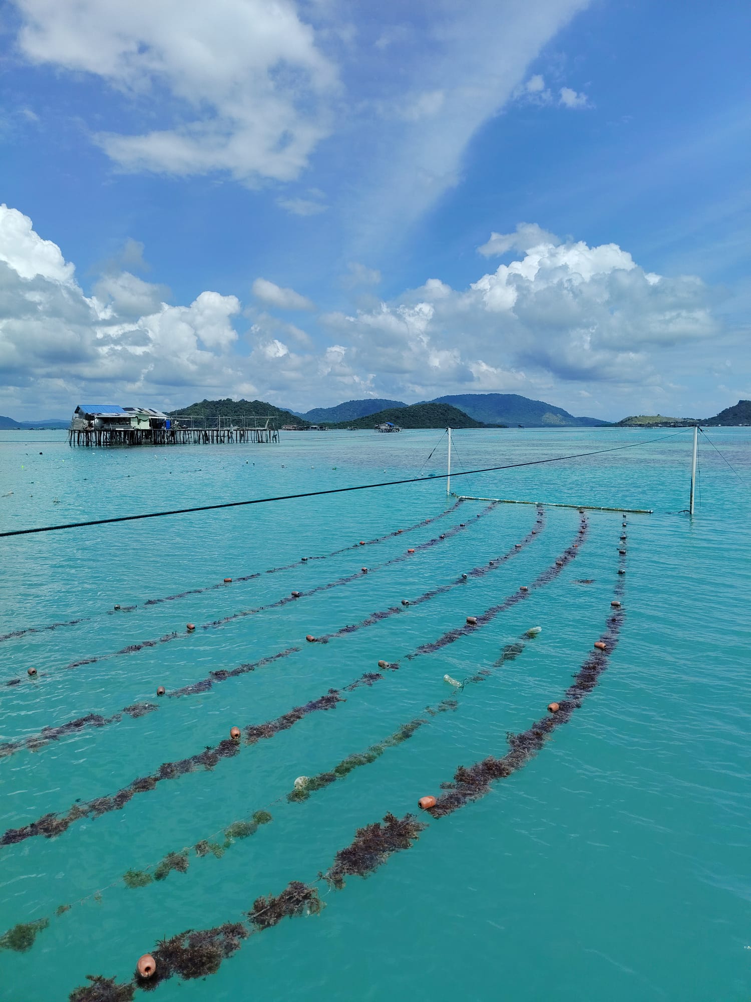 an elephant in the wild