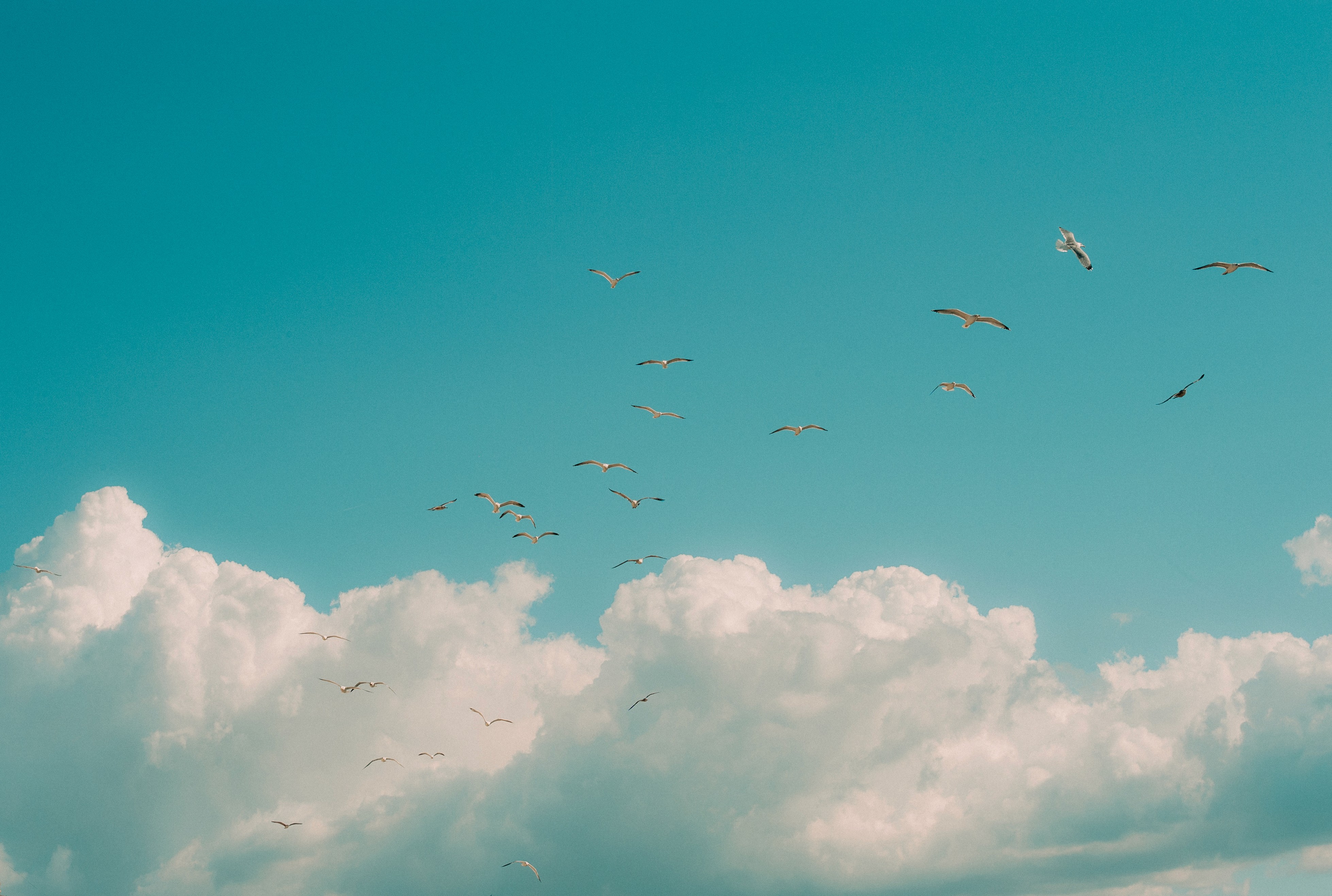 Many seagulls flying through frame with Blue sky and white clouds in the background