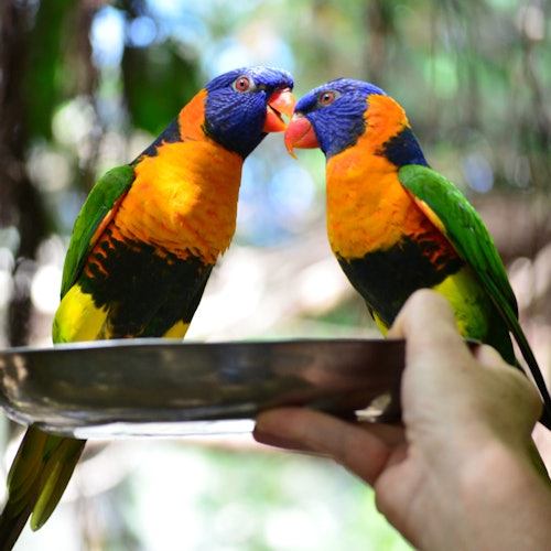 นกแก้วสีสันสดใสสองตัวเกาะอยู่บนจานโลหะที่ถือลอยอยู่ในมือของคน ในสภาพแวดล้อมกลางแจ้ง