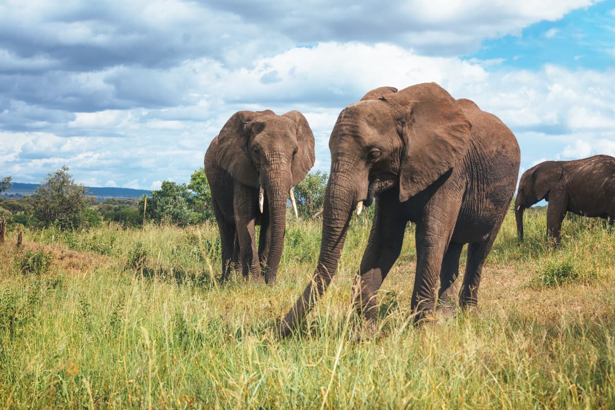 Wide shot of a large elephant herd among baobab trees in Tarangire.