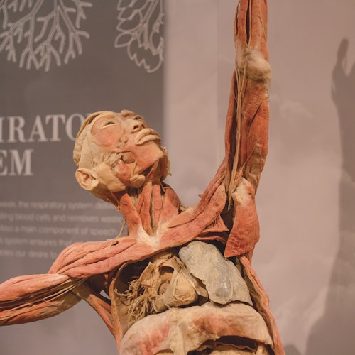 在博物馆环境中展示的人体解剖模型，露出肌肉和器官。