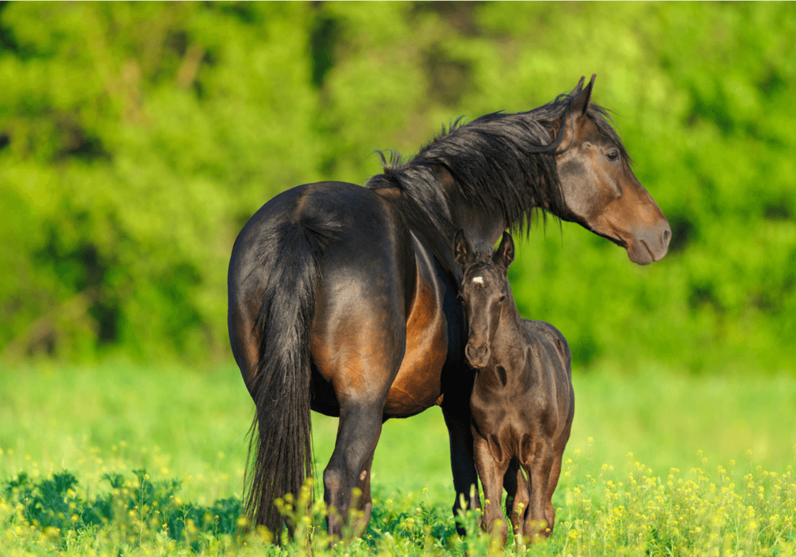 A thouroughbred mare with a foal in a green pasture