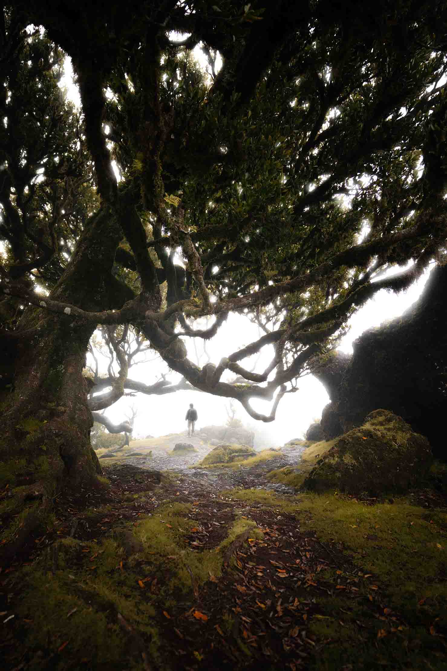 Wide-angle view of a Fanal tree creating a silhouette composition in Madeira, Portugal.