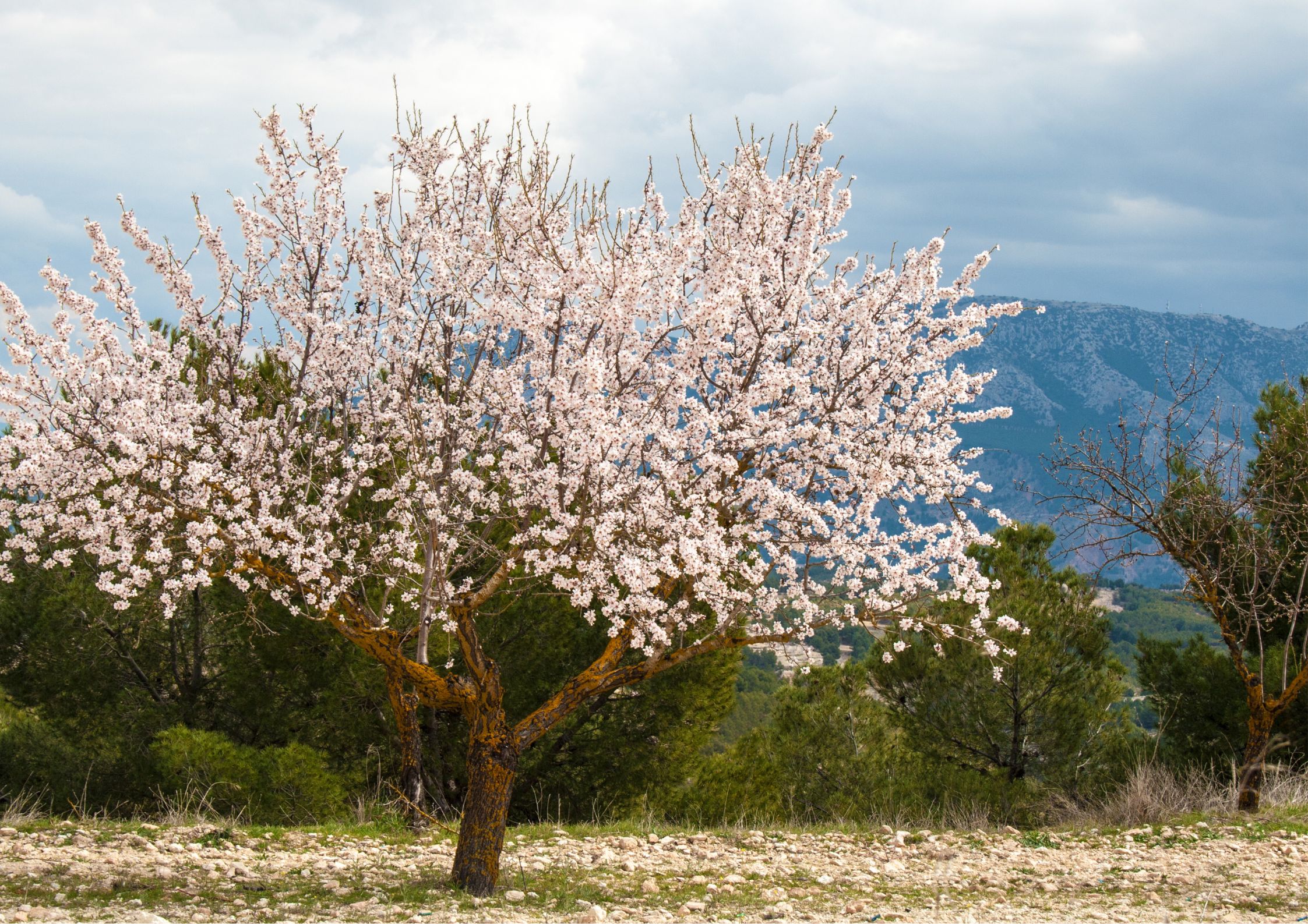 Garden in April with Mediterranean spring blooms