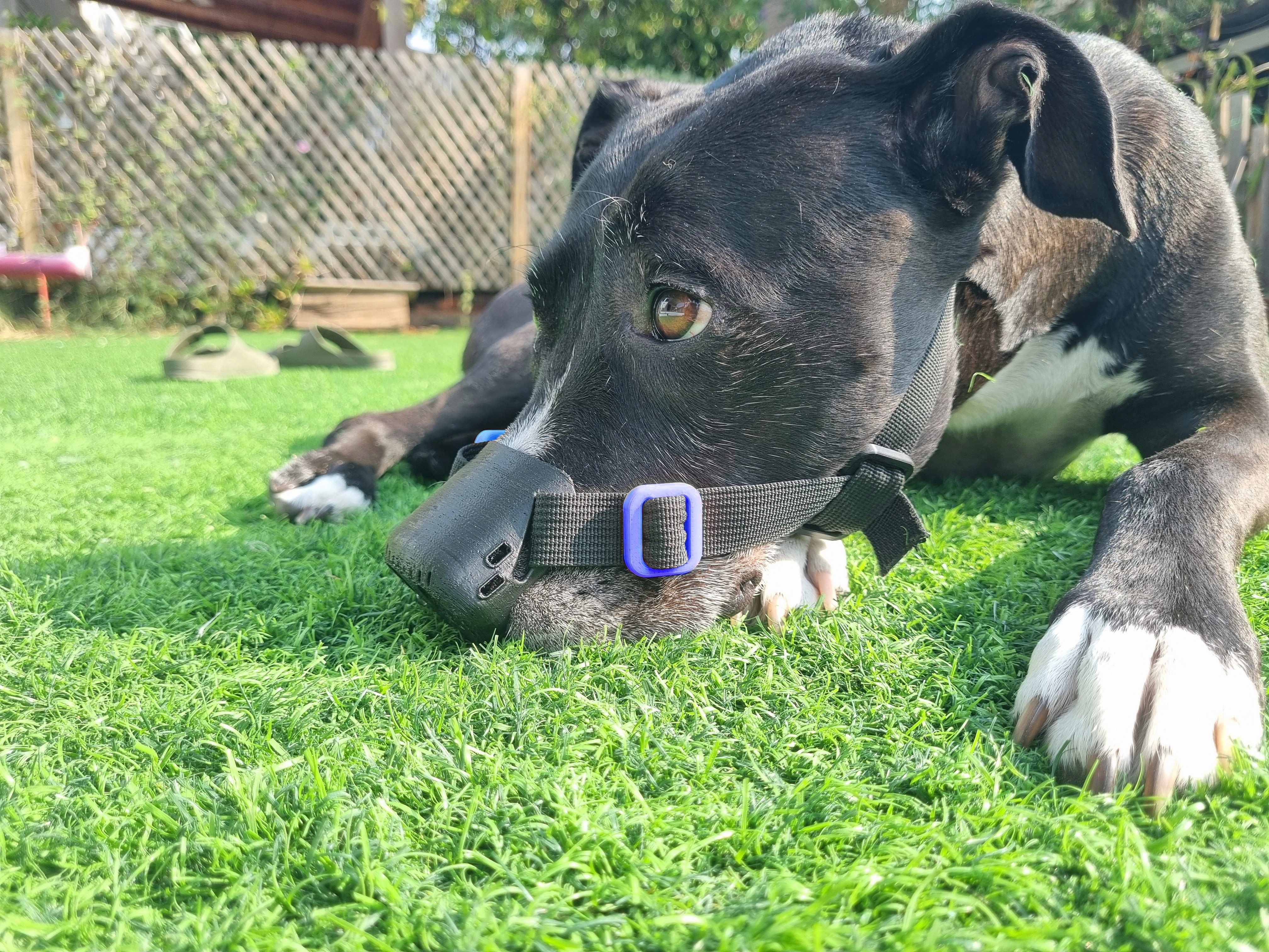 Billie the pitbull with using SnoutCover for DLE treatment