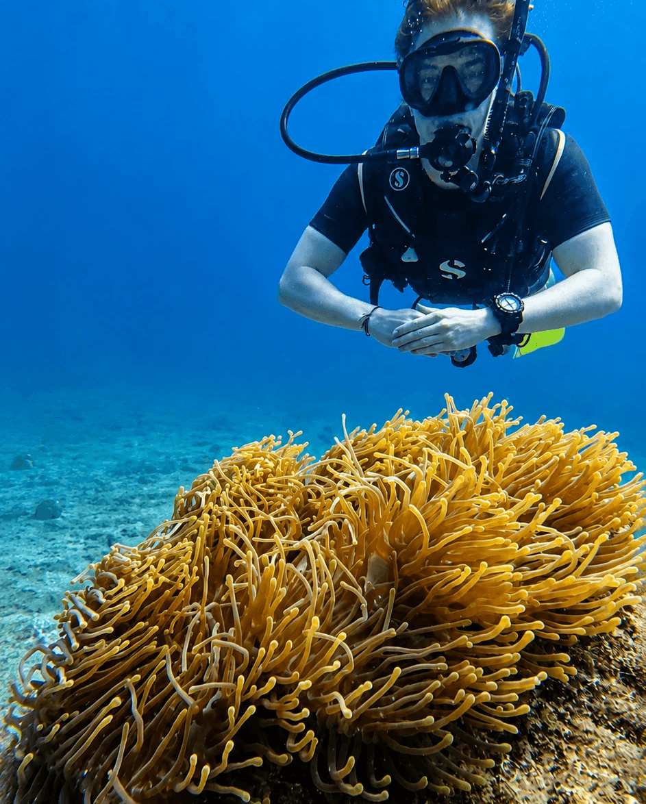 Blue Water Sports diver exploring South Reef coral and pinnacles in Trincomalee