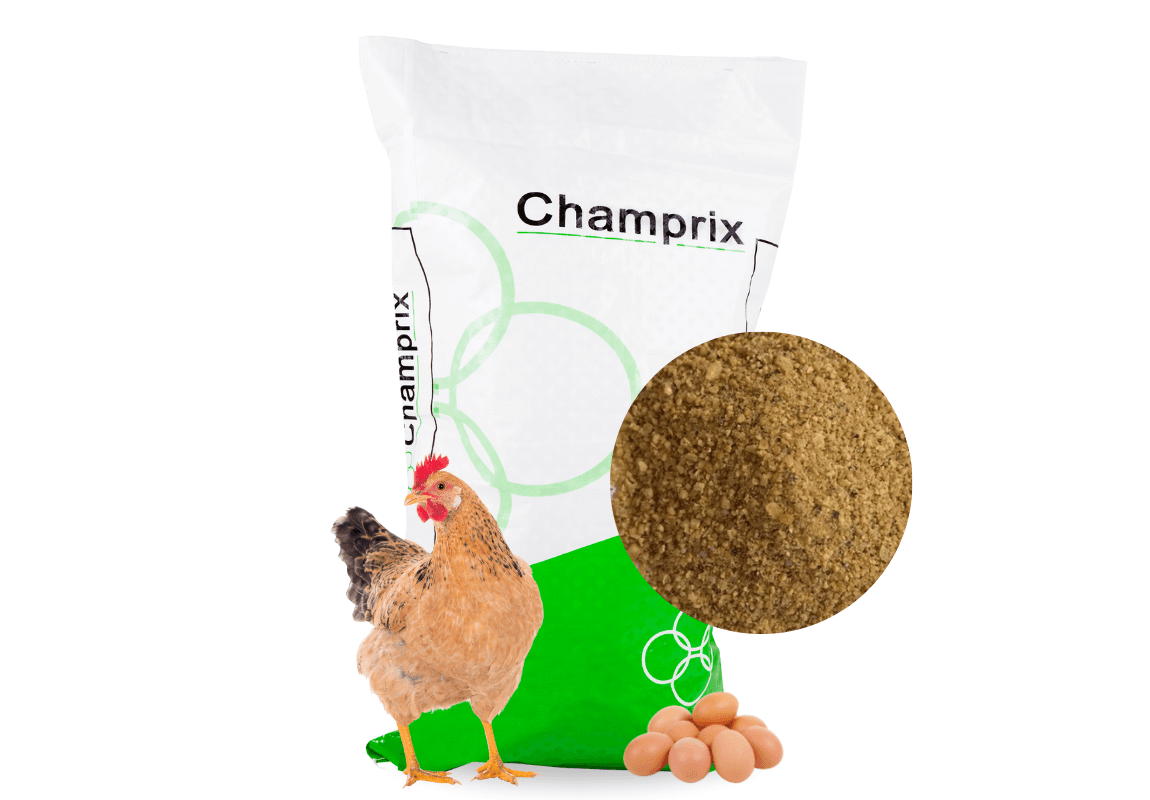 Champrix Concentré Pondeuse 20%