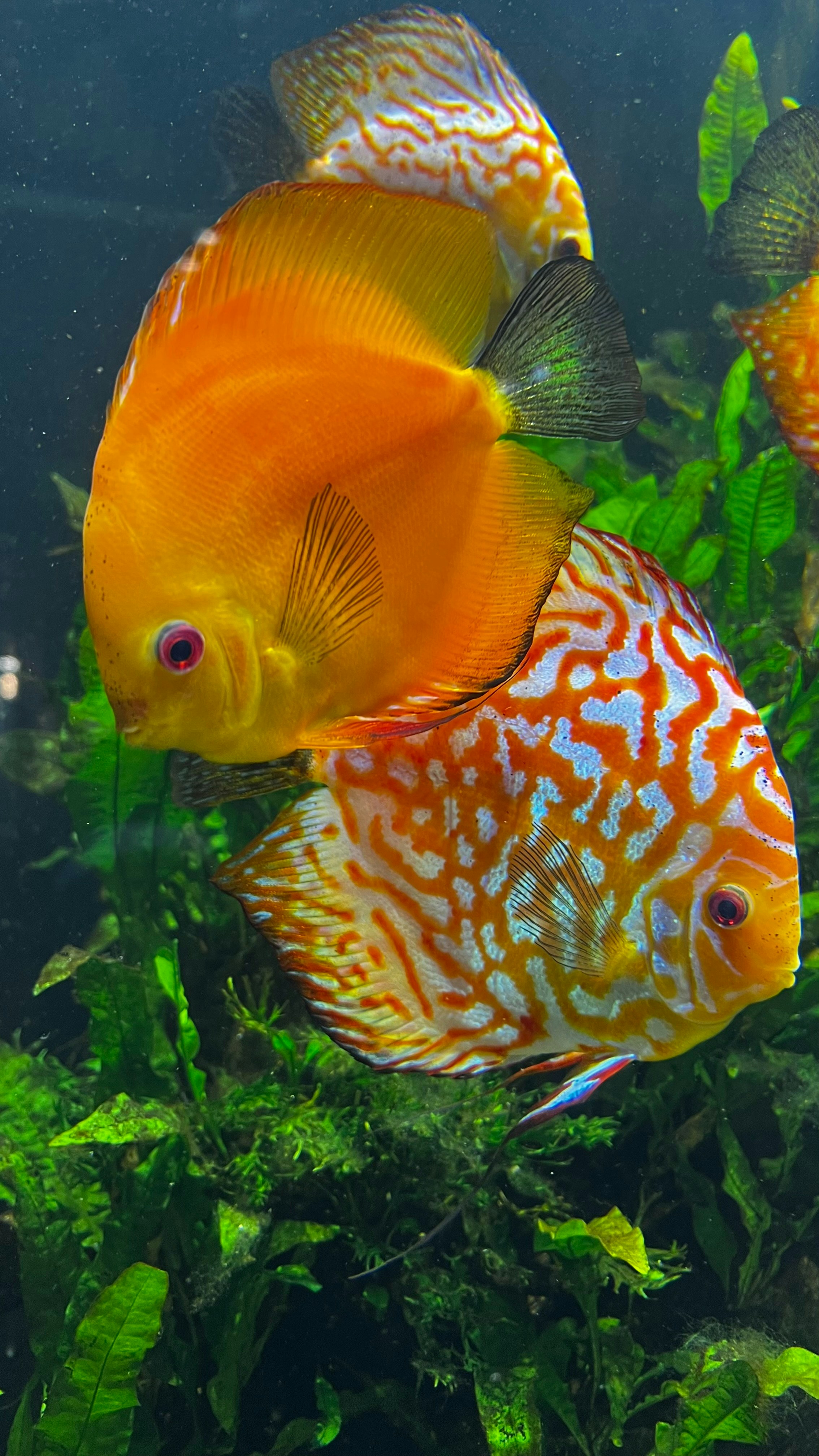 2 Discuss fish swimming in a fish tank