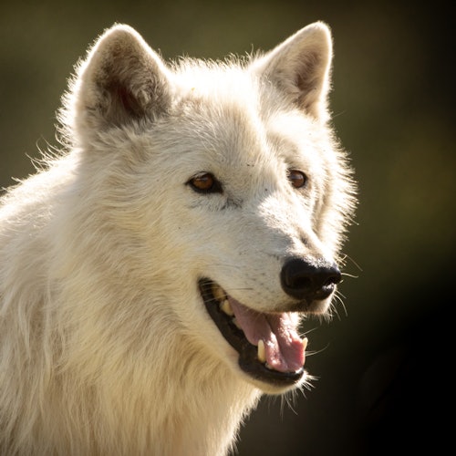 一隻白狼的特寫,嘴巴張開,露出牙齒,背景模糊且昏暗。