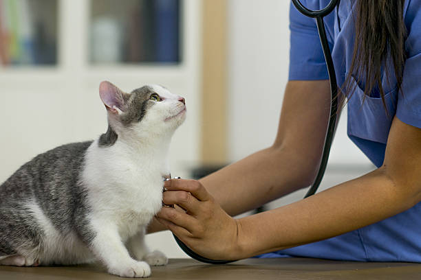 A cat is undergoing various diagnostic methods for early and accurate diagnosis