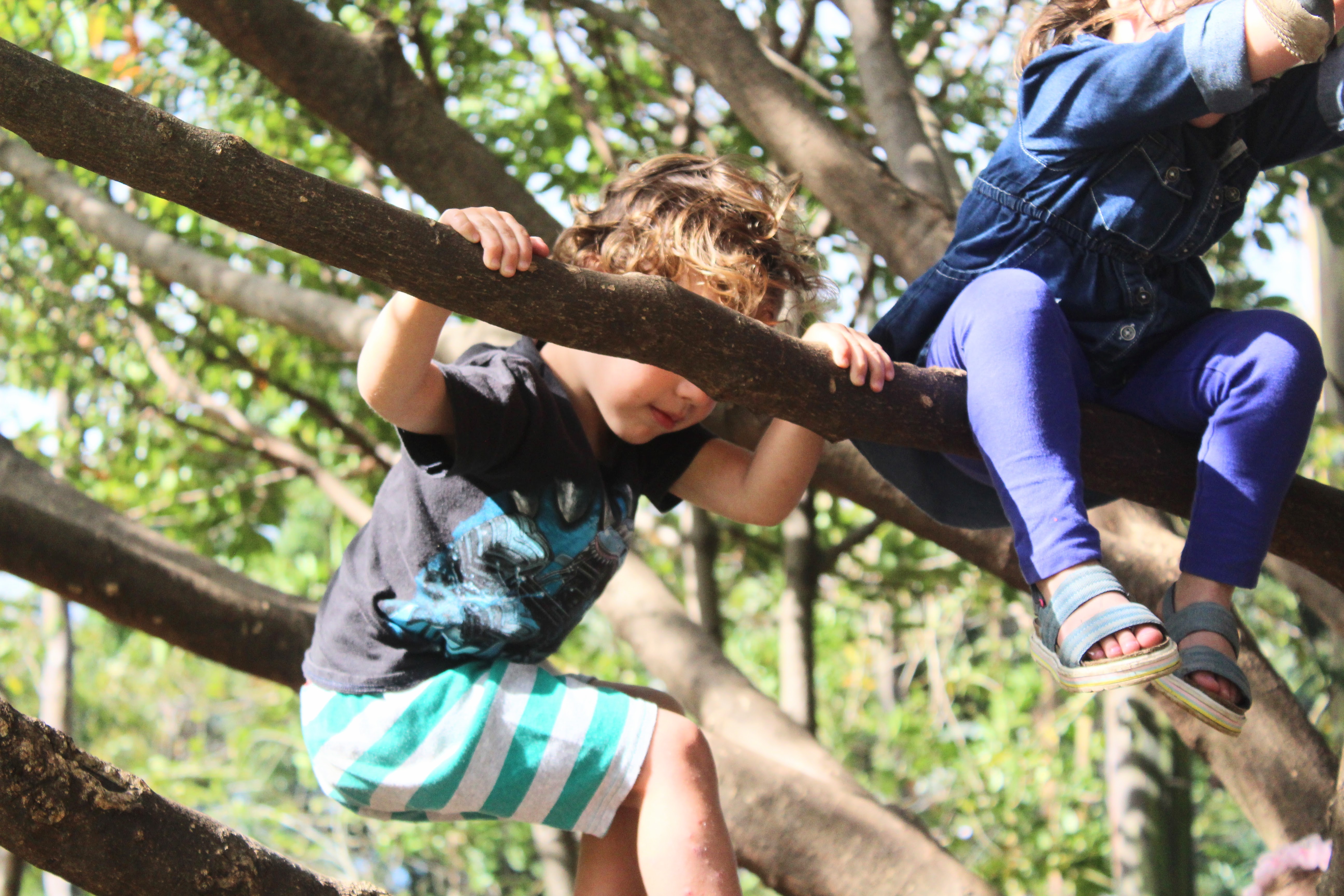 Niña trepando las ramas de un árbol grande, fomentando la motricidad gruesa y la aventura en la naturaleza