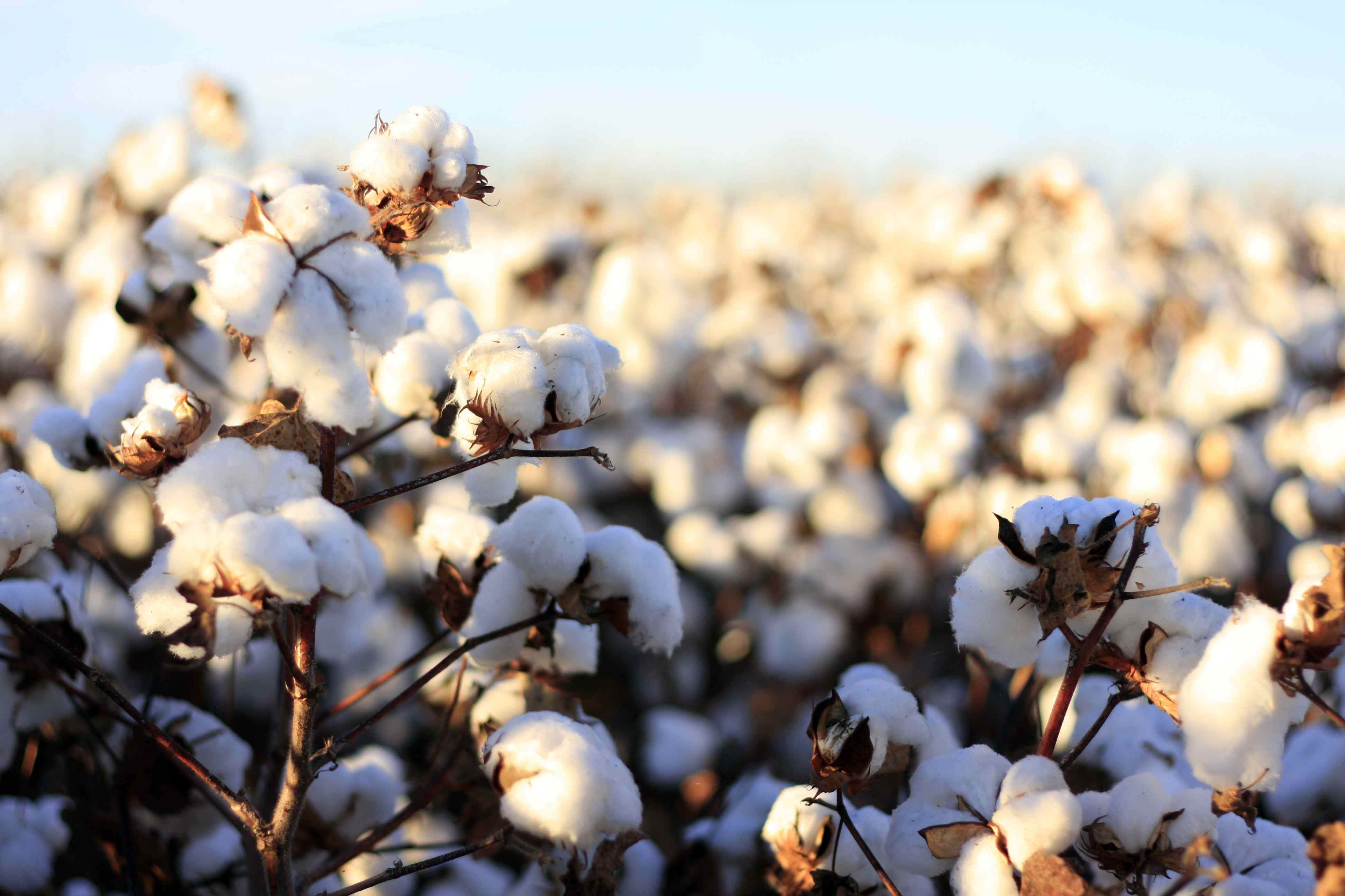ICE cotton, cotton futures, March 2026 cotton, WASDE cotton, China cotton purchases, cotton price outlook, commodity market cotton