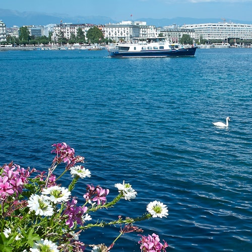 A boat and swan on a blue lake with city buildings and mountains in the background; flowers in the foreground.