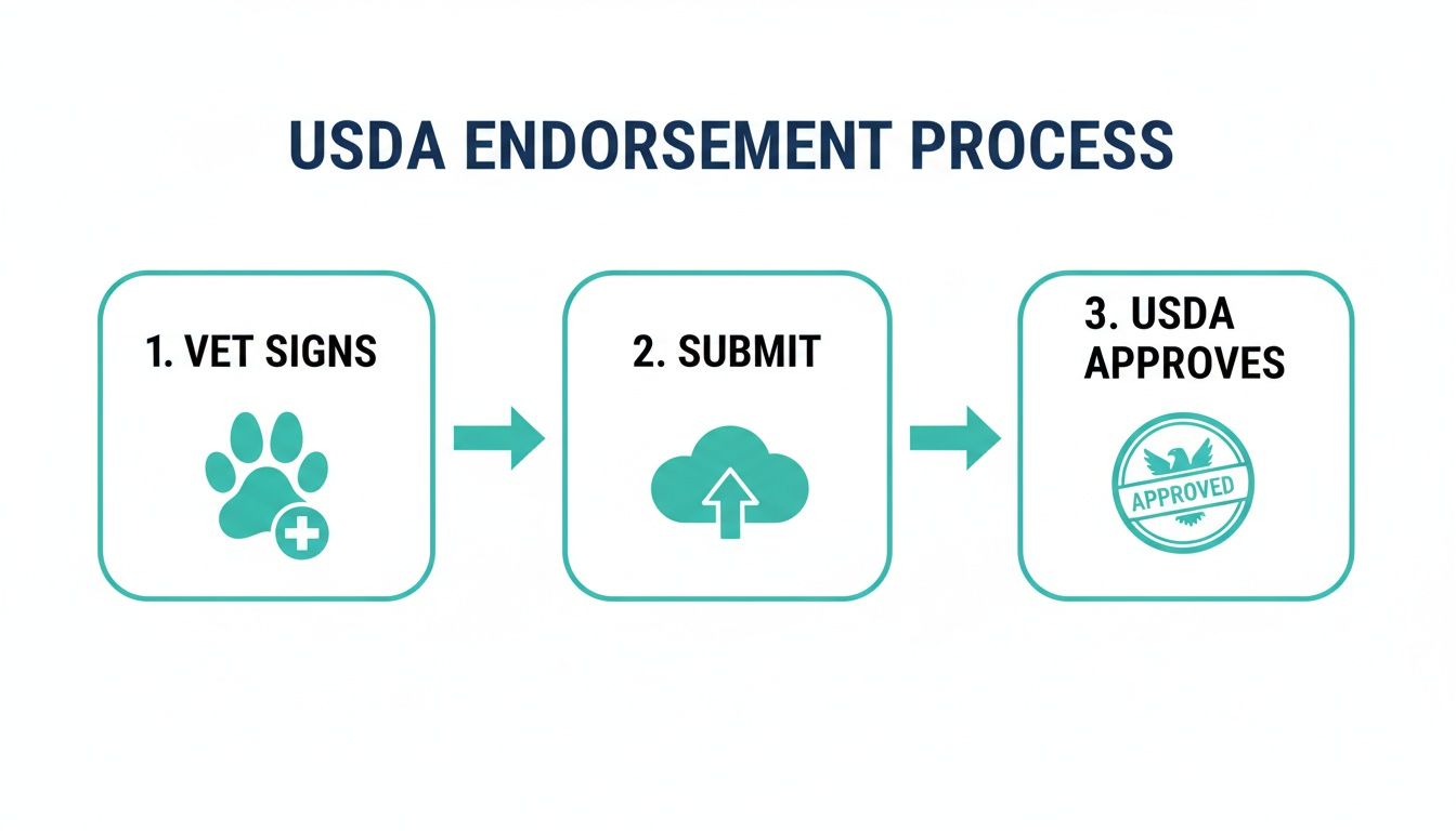 Flowchart illustrating the three-step USDA endorsement process: vet signs, document submission, and USDA approves.