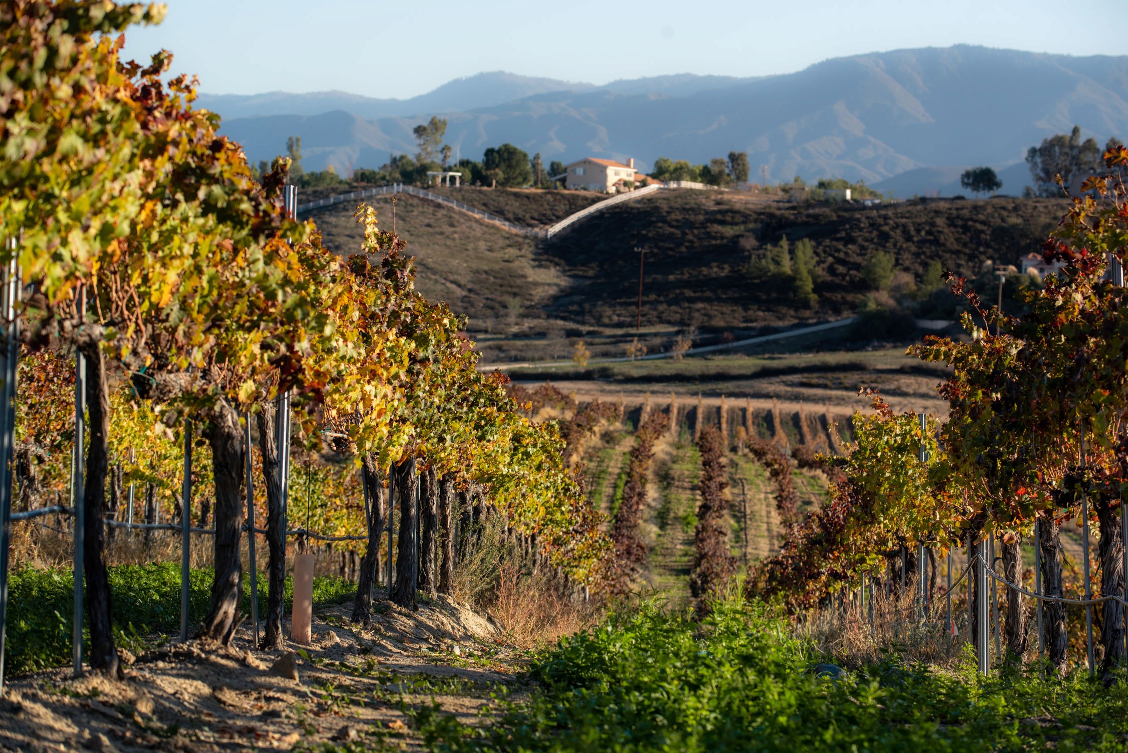Rows of grapevines with autumn leaves frame a view of a vineyard and rolling hills under a clear blue sky.