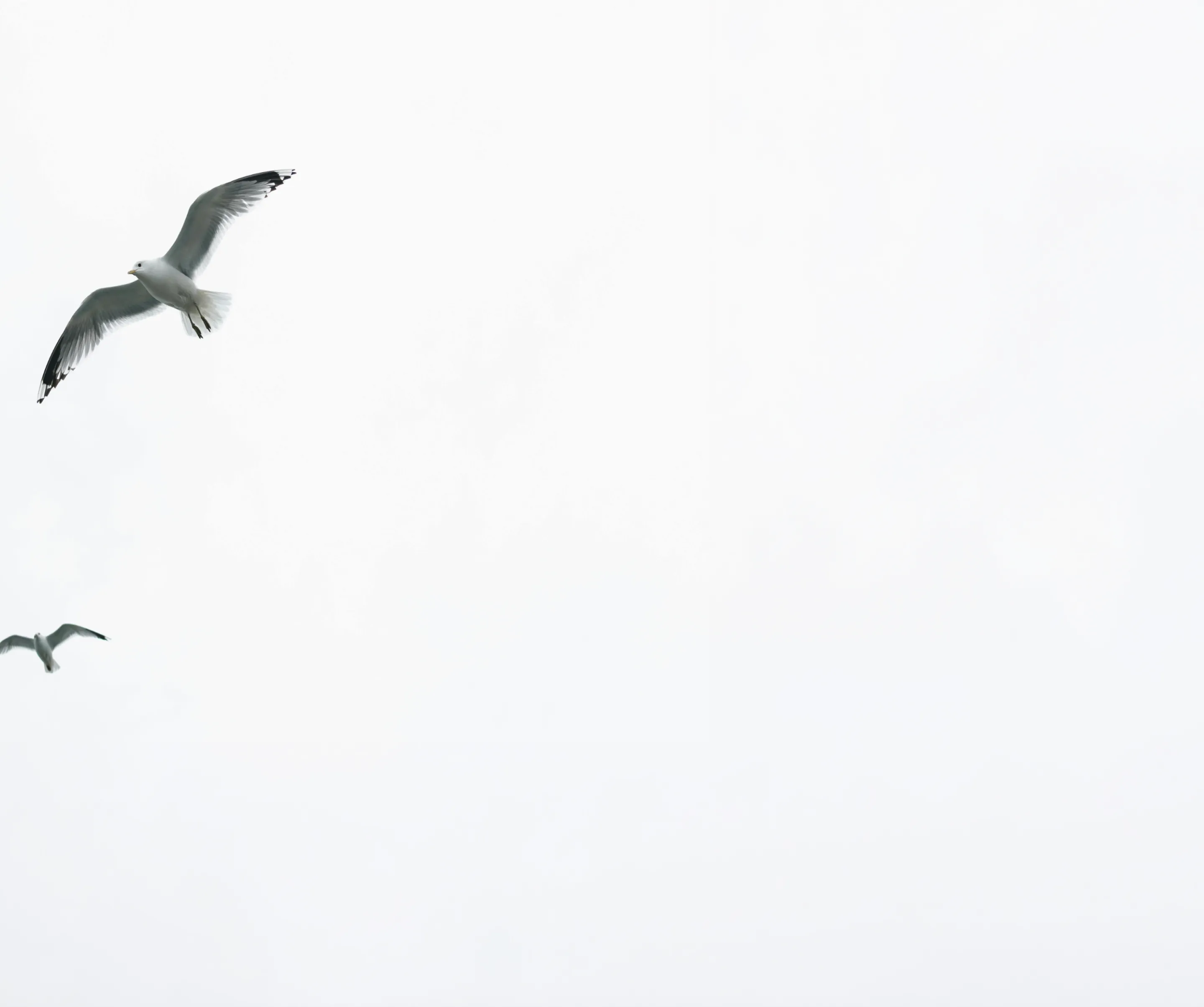 Seagull