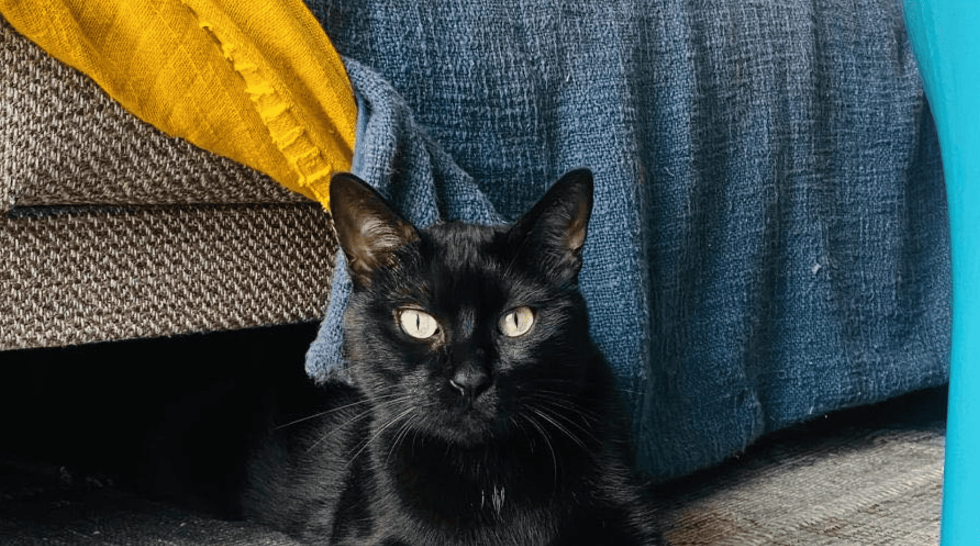 A black cat is sitting on the carpet beside a bed with blue blankets. 