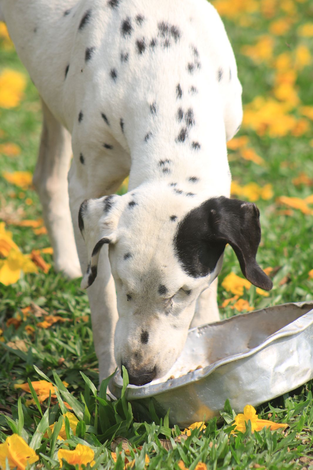 Dog photo