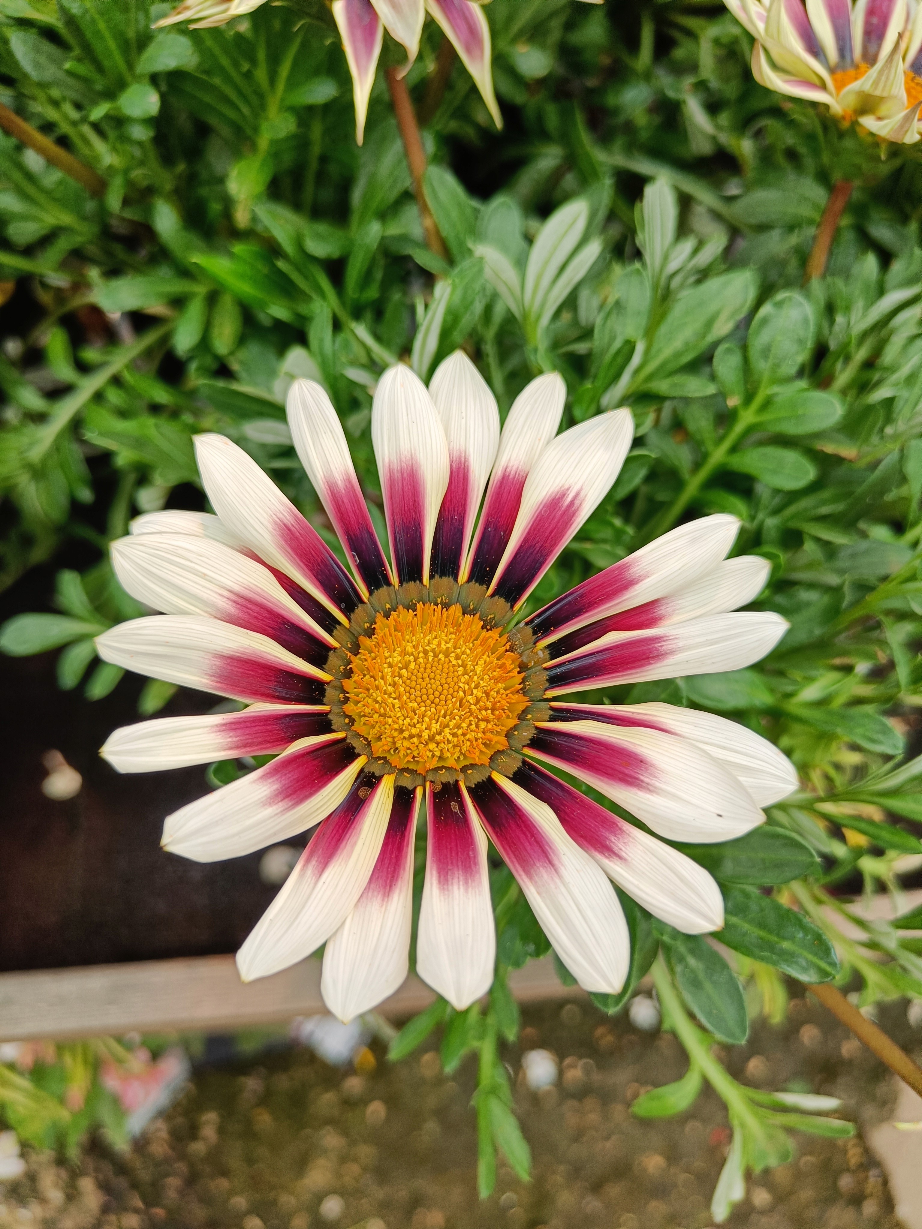Close-up of a white flower with pink and yellow centre.