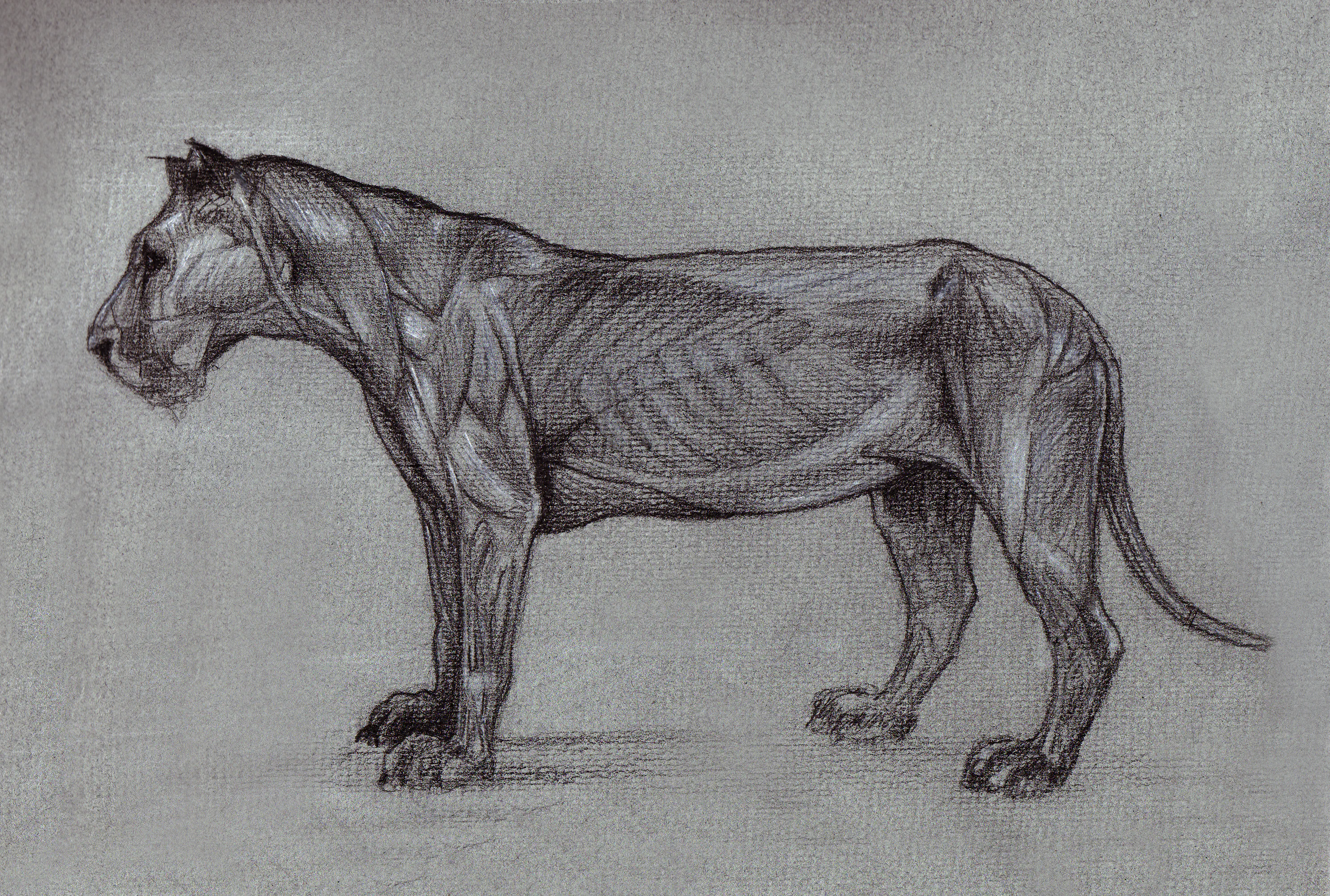 Lion anat — sketchbook study