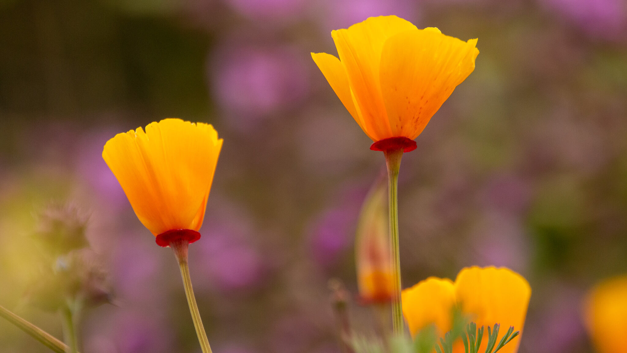 two poppies in a field of wildflowers