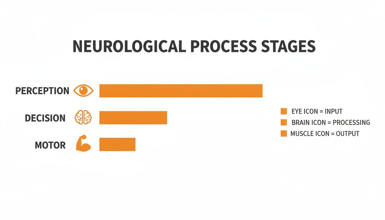 Infographic about human reaction time