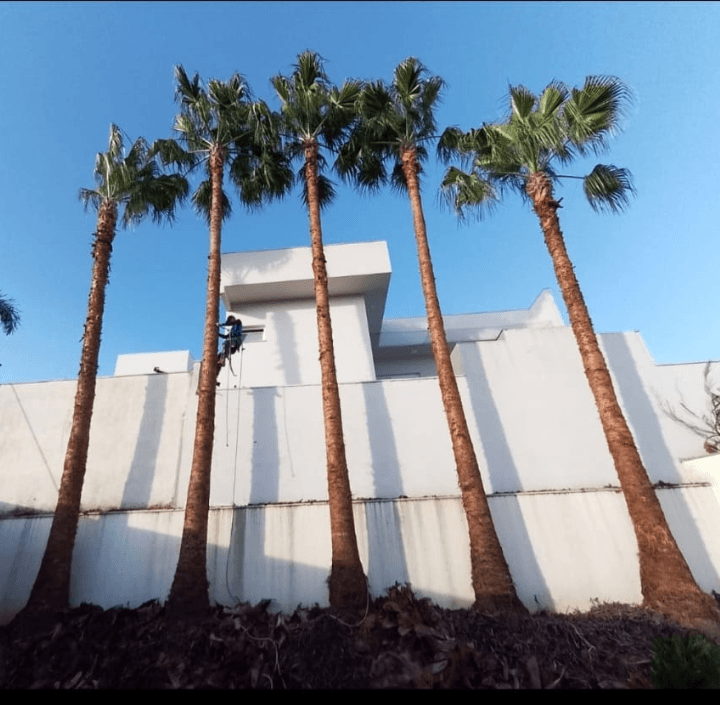 Palmeiras após o serviço de podo