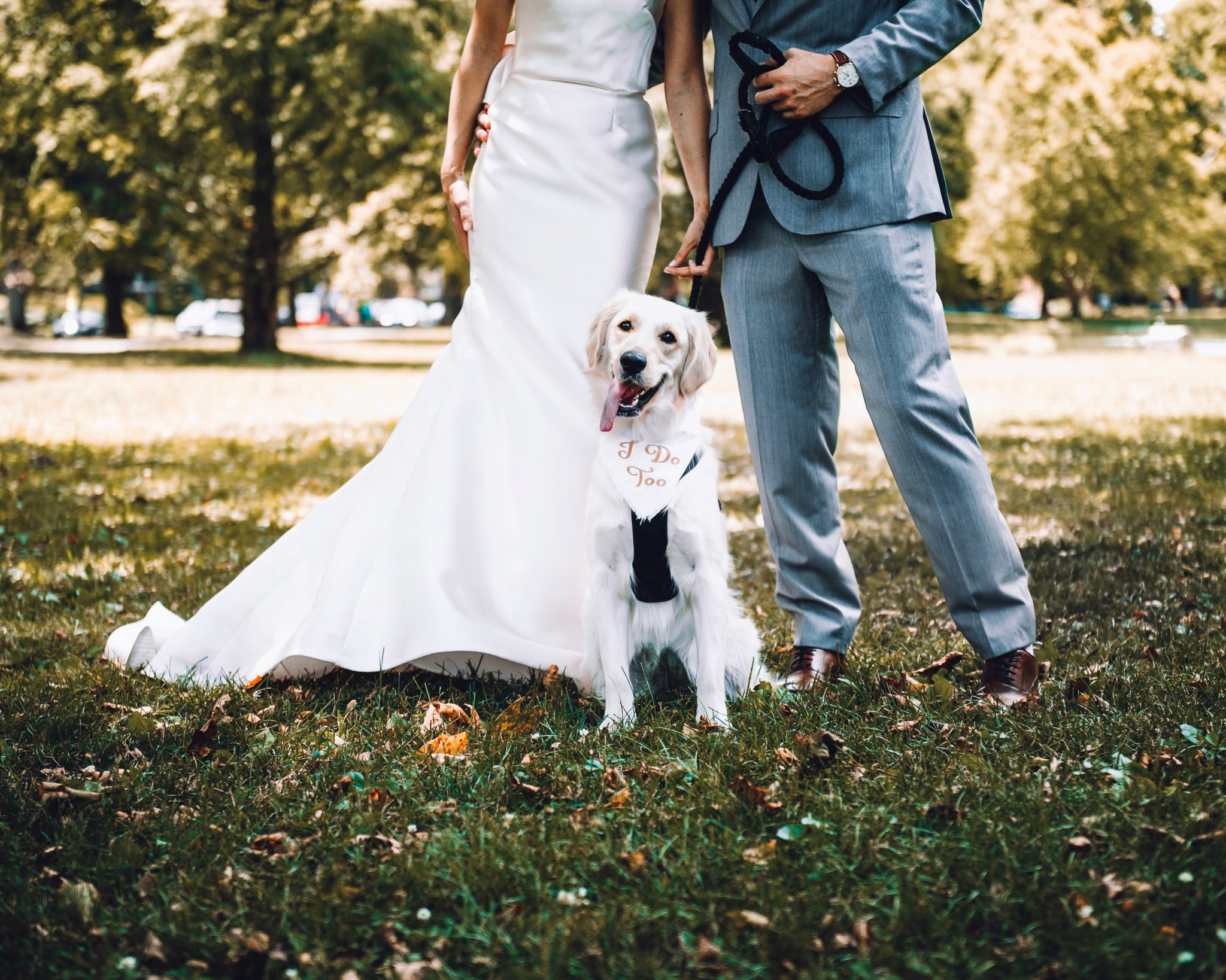 Card image of a white retriever dog infront of the lower half of a couple on their wedding day. Couple wearing a traditional white wedding dress and grey suit