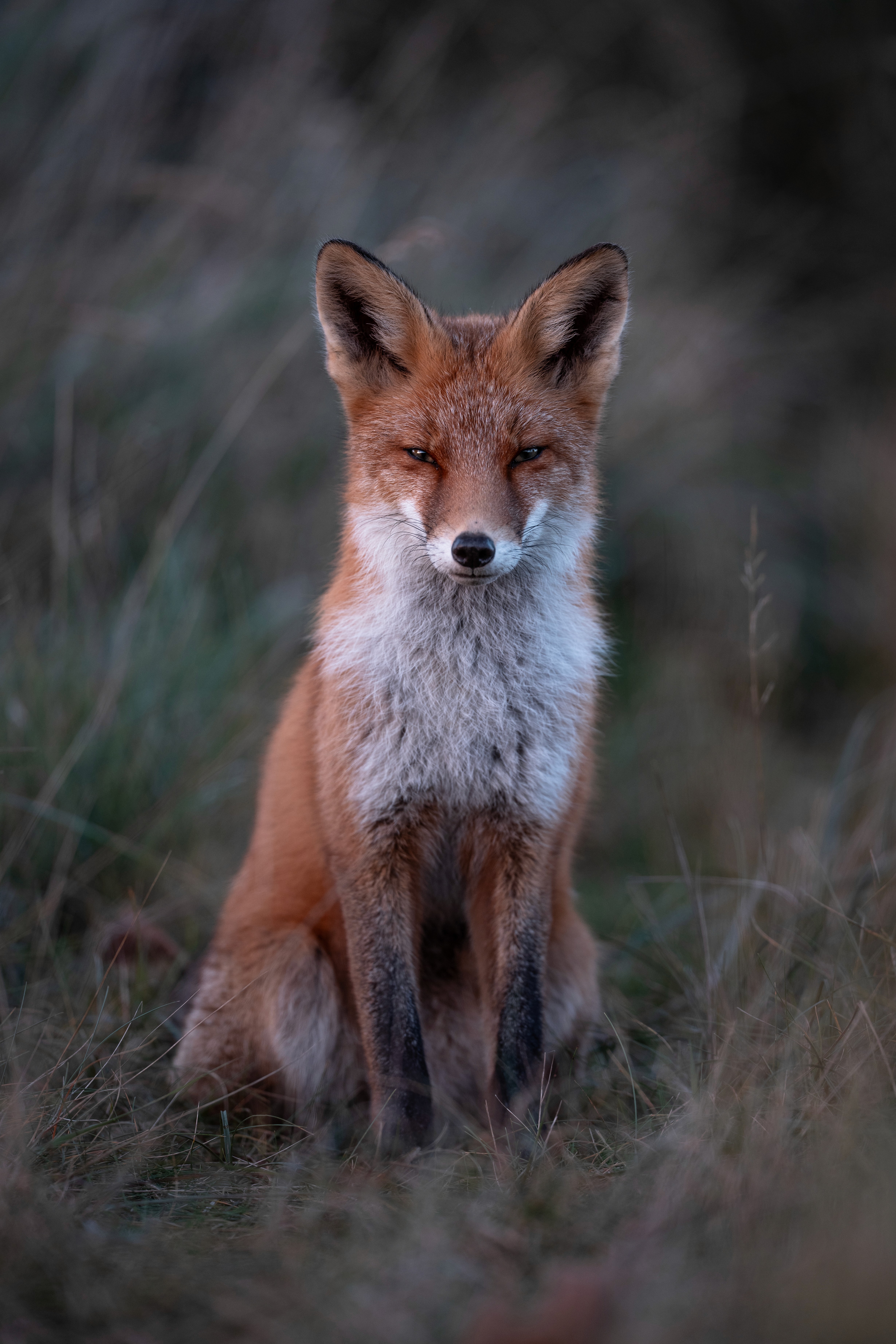 Fox, Waterleidingduinen