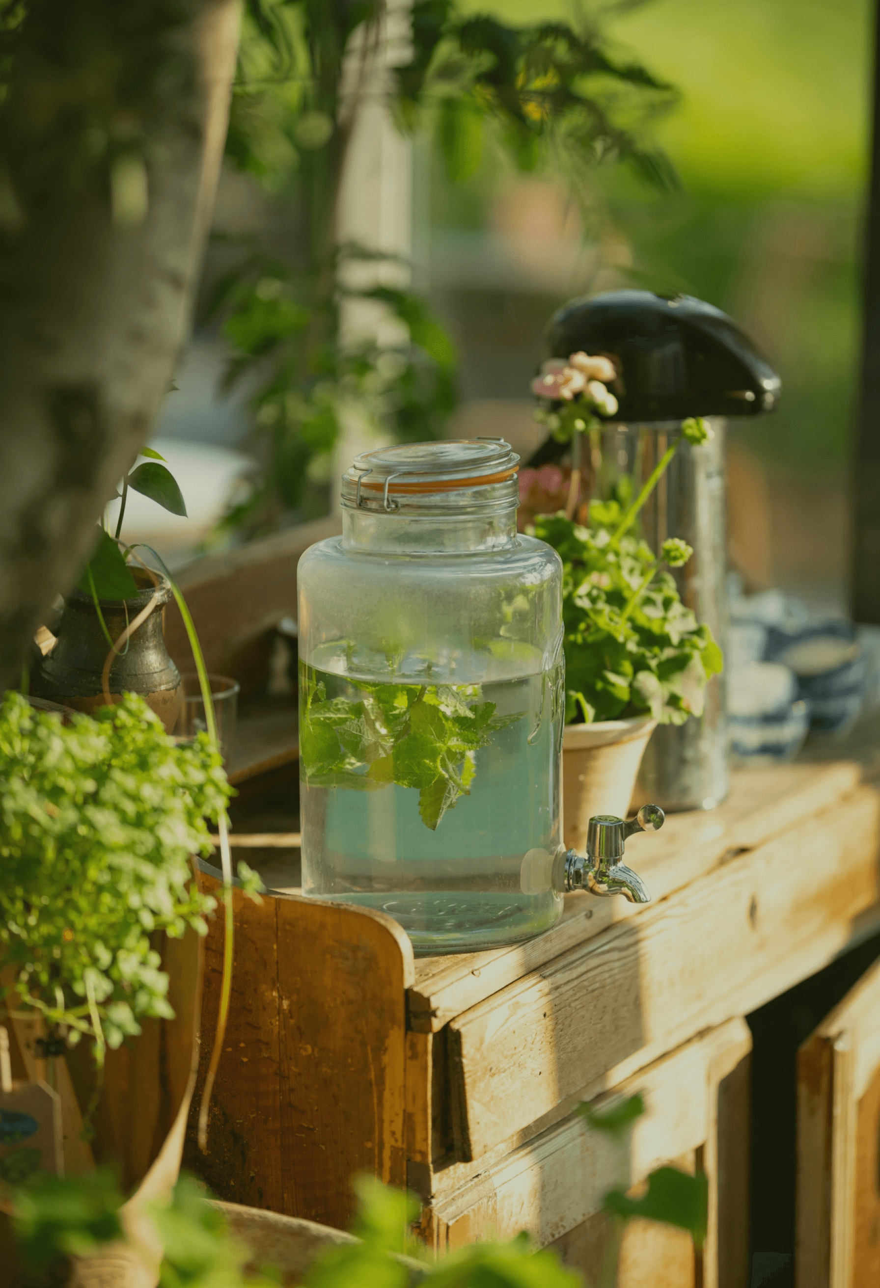 A glass water dispenser filled with mint leaves and clear water, placed on a rustic wooden surface surrounded by potted herbs in a sunlit garden corner.