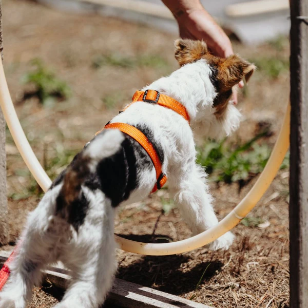A white puppy is jumping thourgh a hoop during a veterinary physiotherapy conditioning class