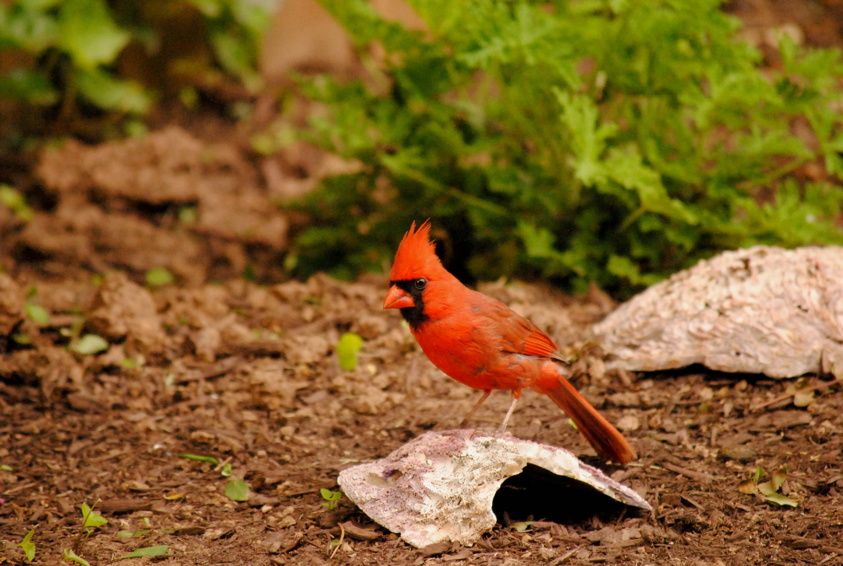 a red bird is standing on a rock