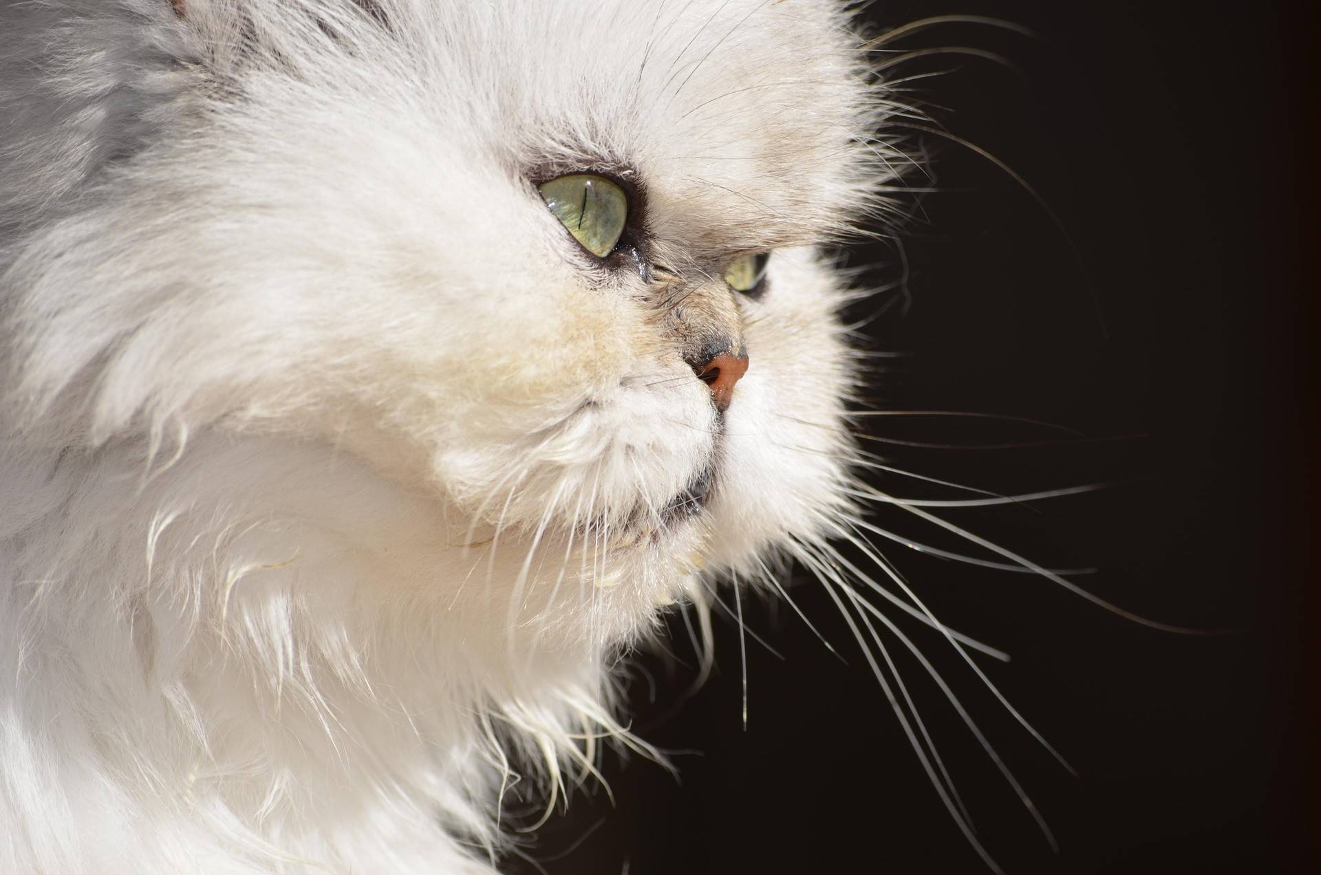 Persian Cat Grooming Guide